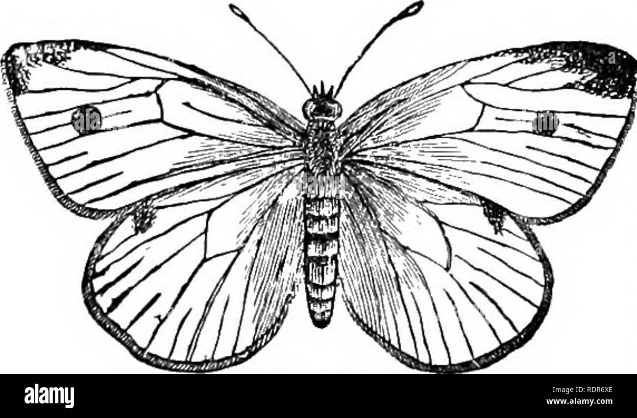 . Schädigende Insekten auf den Hof und Garten. Mit einem Kapitel auf nützliche Insekten. Insekten. 24: IN-JUEIOUS INSECIS in der perfekten Schmetterling den Körper und Kopf sind schwarz, und die Flügel Weiß, mit Schwarz markiert, wie folgt: In der weiblichen (Abb. 16), einen kleinen Raum an der Spitze, und drei Punkte auf der äußeren Hälfte der vorderen Kotflügeln und einem Punkt auf den Hinterflügeln; unter, ein Punkt auf den vorderen Kotflügeln, aber keine Auf den Hinterflügeln, die gemeinhin yel-lowish, manchmal in Grün. Die männlichen (Abb. 17) hat nur einen Punkt oben und zwei unten auf den vorderen Kotflügeln und ein schwarzer Strich auf dem vorderen edg Stockfoto