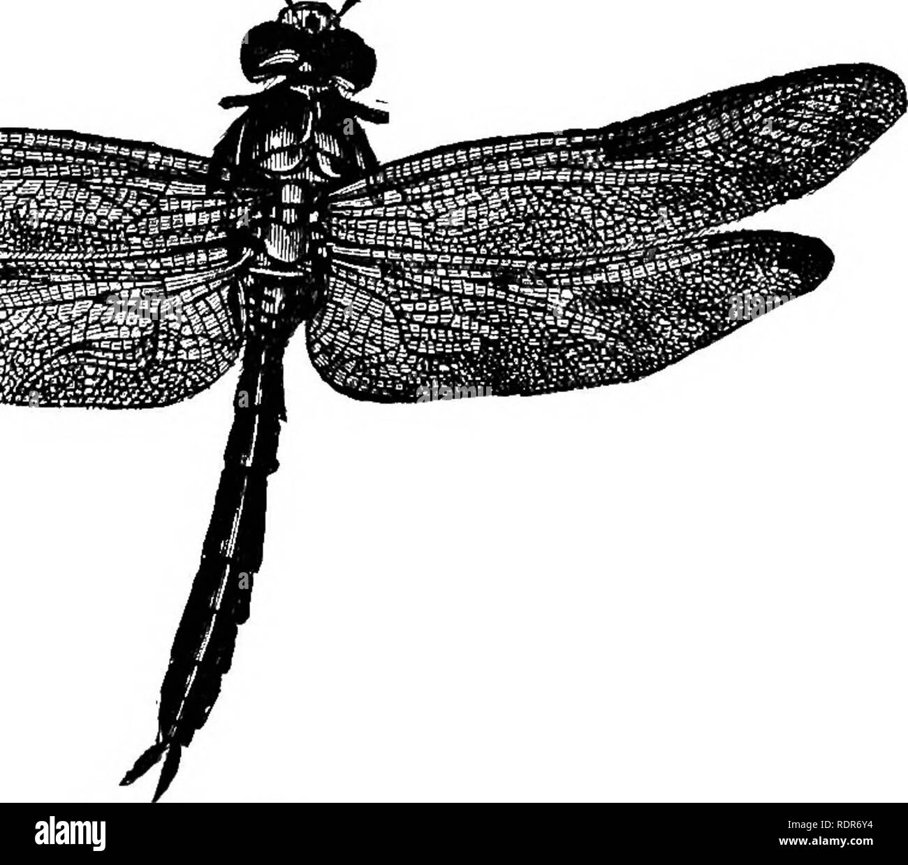 Schadigende Insekten Auf Den Hof Und Garten Mit Einem Kapitel Auf Nutzliche Insekten Insekten Diese Bestellung