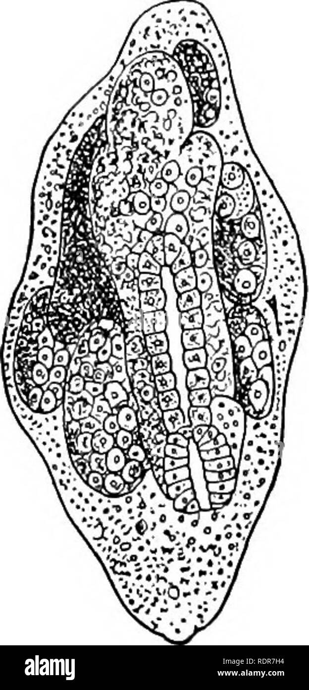 . Grundsätze des wirtschaftlichen Zoo?. Zoologie, Wirtschaftliche. 36 FILIALE PLATYHELMINTHES Die trematoden sind Zwittrigen und die Entwicklung kann mit oder ohne eine Metamorphose. Die Leber - Fluke (Abb. 23) Ist parasitäre bei Schafen. Die Eier pass in die Galle - ducls der Schafe in den Darm und von dort nach außen, wenn der Embryo entweicht durch die Trennung der Deckel, oder Deckel, aus dem Ei-Shell. Die Ciliated Larve schwimmt im Wasser oder bleibt in der feuchten Vegetation, bis sie in Kontakt mit einem Teich oder Land snail (Bild kommt. 24). Danach die Bohrungen in den Körper der Schnecke, Stockfoto