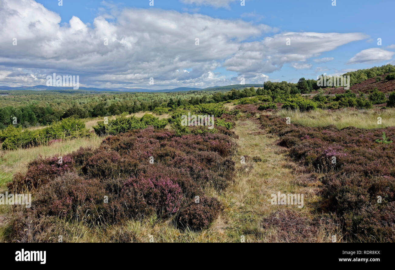 Anschluss über Hügel mit Heidekraut und Wacholder im Sommer in der Nähe von Boat der Garten im Cairngorms Nationalpark, Scottish Highlands, Schottland, UK abgedeckt Stockfoto