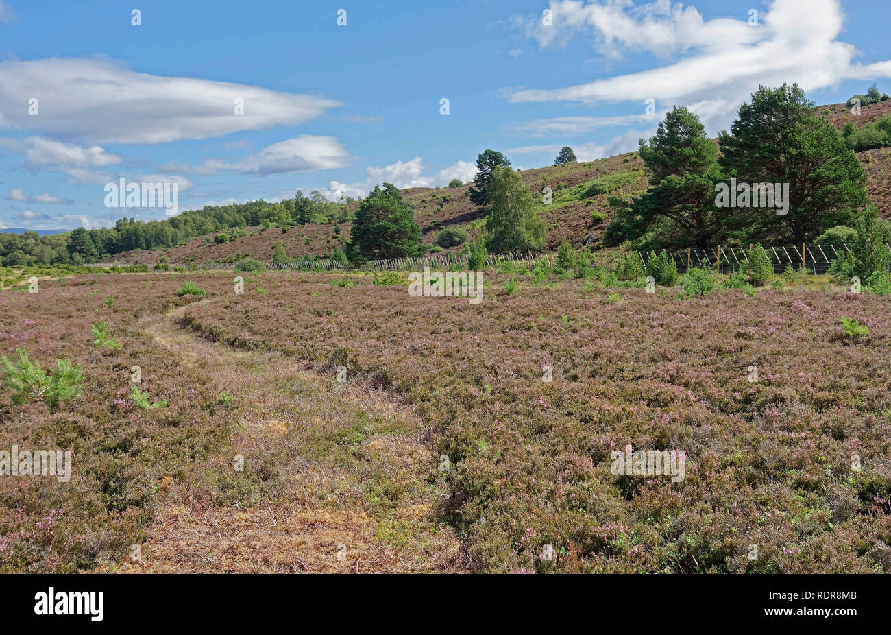 Anschluss über Hügel mit Heidekraut und Wacholder im Sommer in der Nähe von Boat der Garten im Cairngorms Nationalpark, Scottish Highlands, Schottland, UK abgedeckt Stockfoto