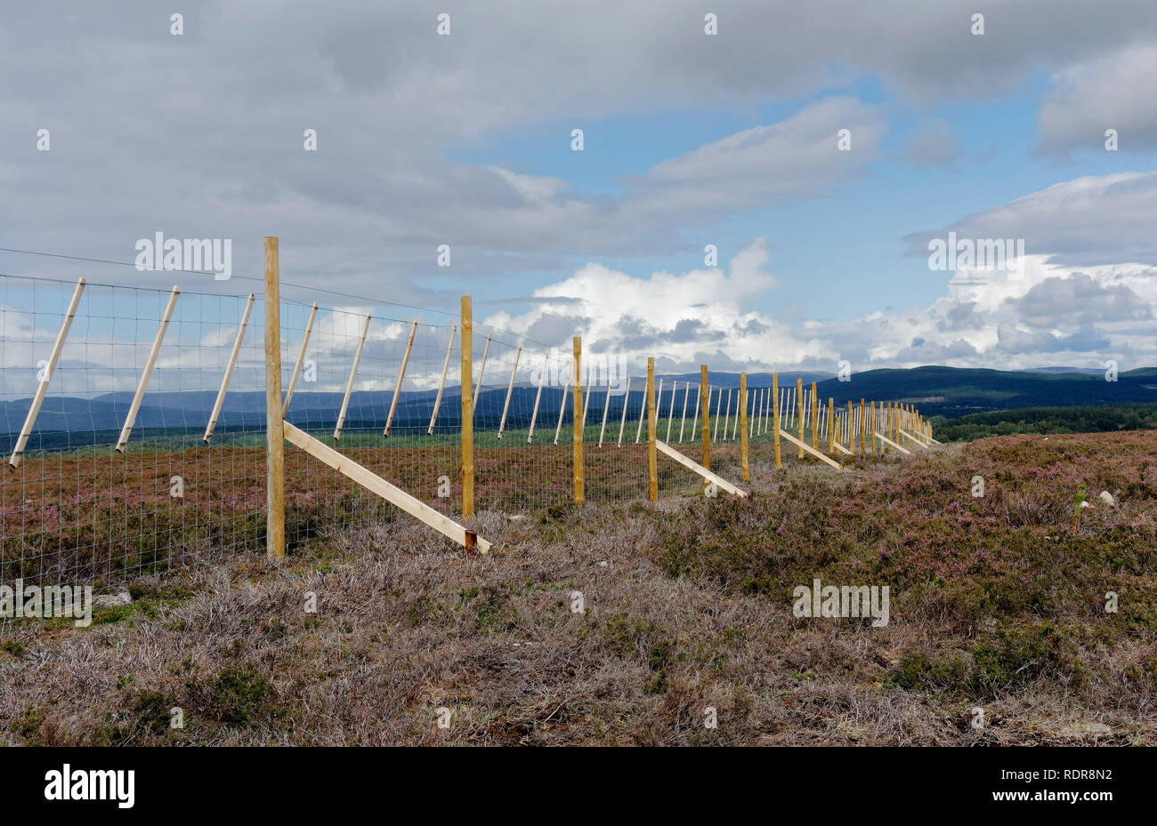 New deer Zaun errichtet neu einheimische Bäume auf Moorland im Cairngorms Nationalpark in der Nähe von Boat von Garten gepflanzt zu schützen. Stockfoto