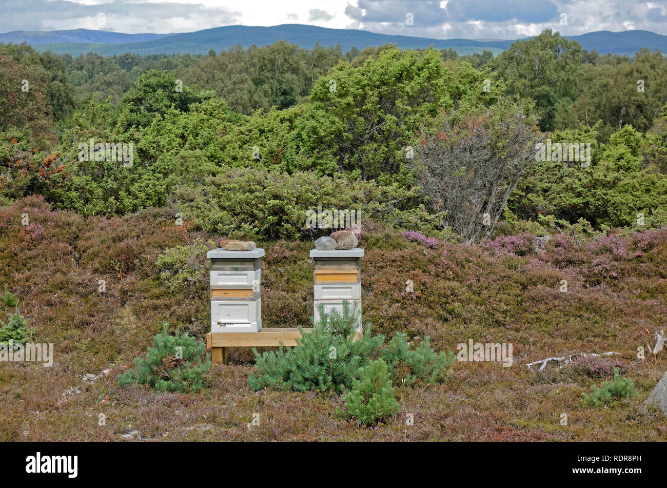Bienenvölker in Heather im Cairngorms in der Nähe von Boat von Garten, Schottland Stockfoto