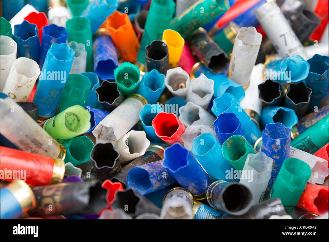 Leer/feuerte Kunststoff 12-Bohrung shotgun Patronen, die für die Abfallbeseitigung zu einem tontaubenschießen Boden gesammelt wurden. England UK GB Stockfoto