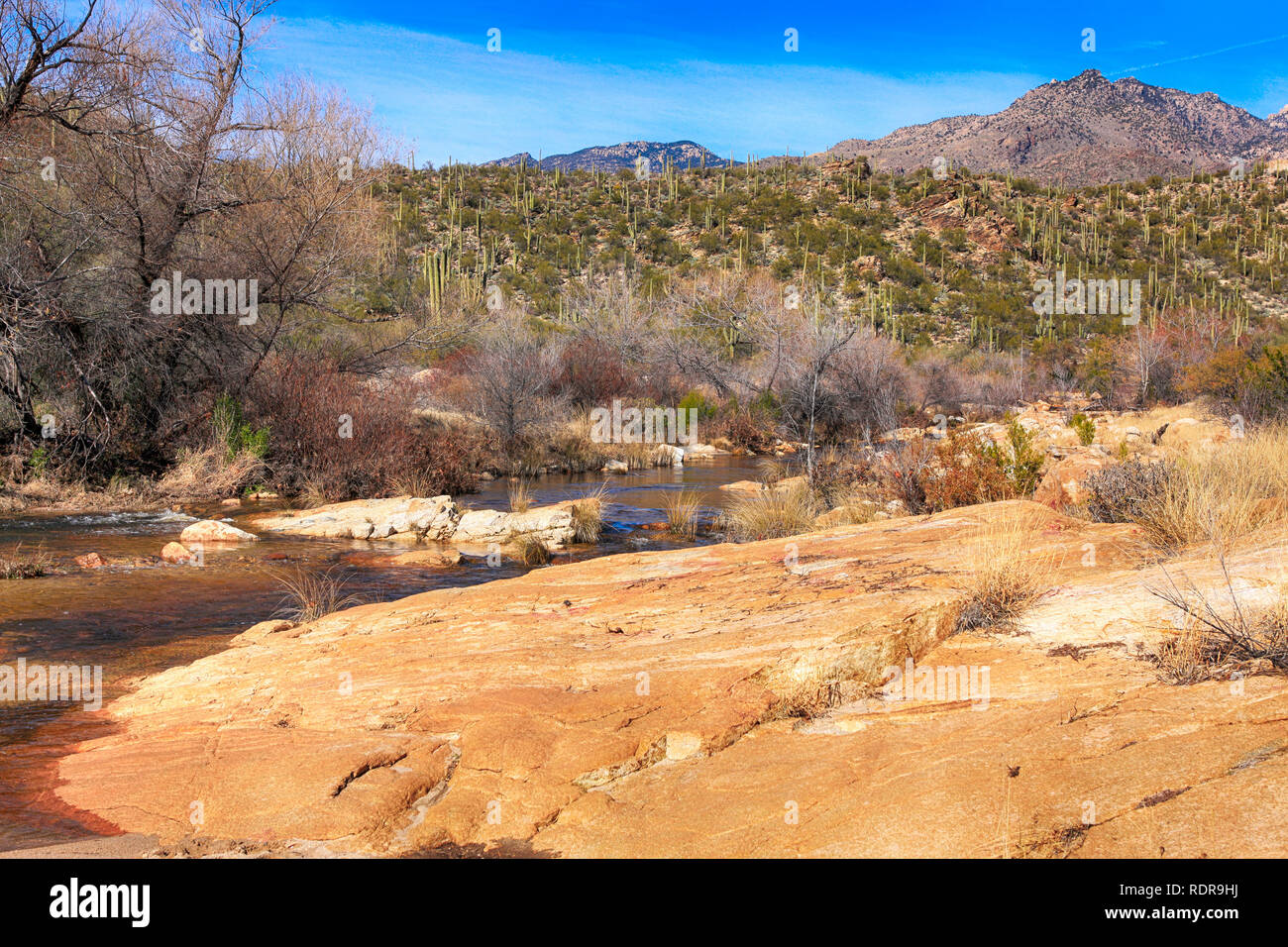 Sabino Canyon Creek in Tucson, Arizona Stockfoto