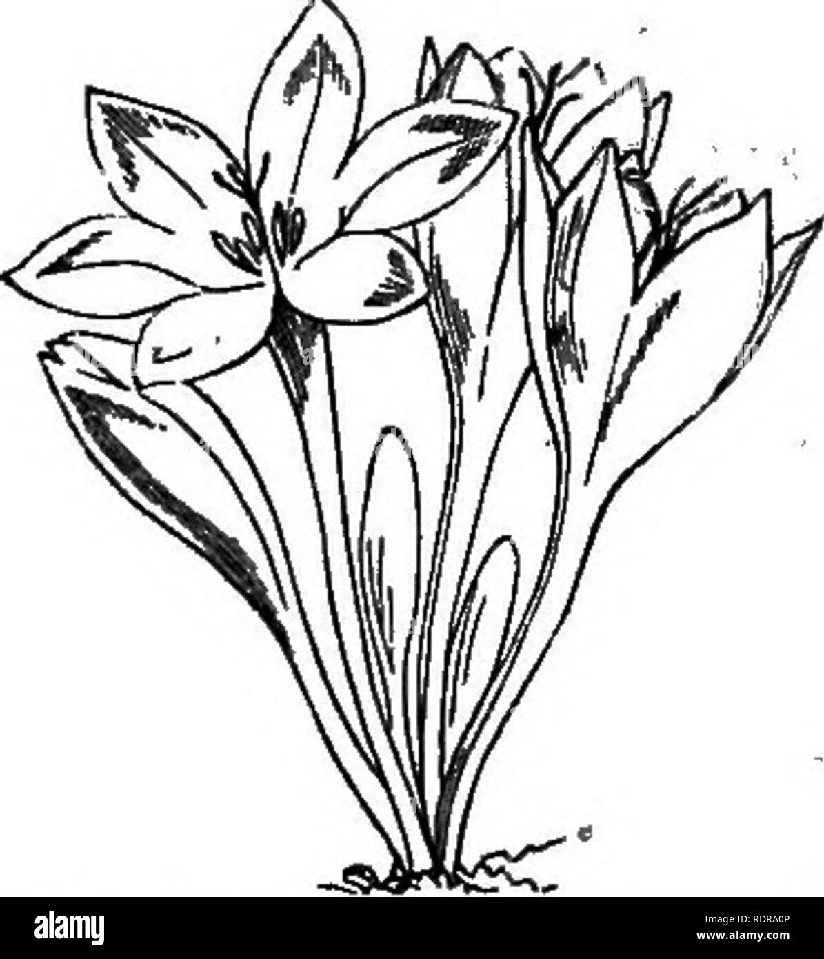 . Mein Garten, seinen Plan und Kultur zusammen mit einer allgemeinen Beschreibung der Geologie, Botanik und Naturgeschichte. Im Garten arbeiten. Abb. 673 -.- Bulbocodium verrum.. Abb. 674.-Colchicum auttrrnsle. Doppelklicken, die sehr auffällige ist, wenn Blumen sind knapp. Unter den verschiedenen Arten der Krokusse habe ich die xq' Crocus luteus, aus der Schweiz brachte; auch die {C Safran Crocus sativus), und der Gemeinsamen C. Reticulatus, das ist das früheste aller Krokusse. Die galanthus plicatus, oder große Krim Schneeglöckchen, wächst in der alpinery. Dieser letztere hat viel größere Blätter, aber nicht viel größer als Blumen, t Stockfoto