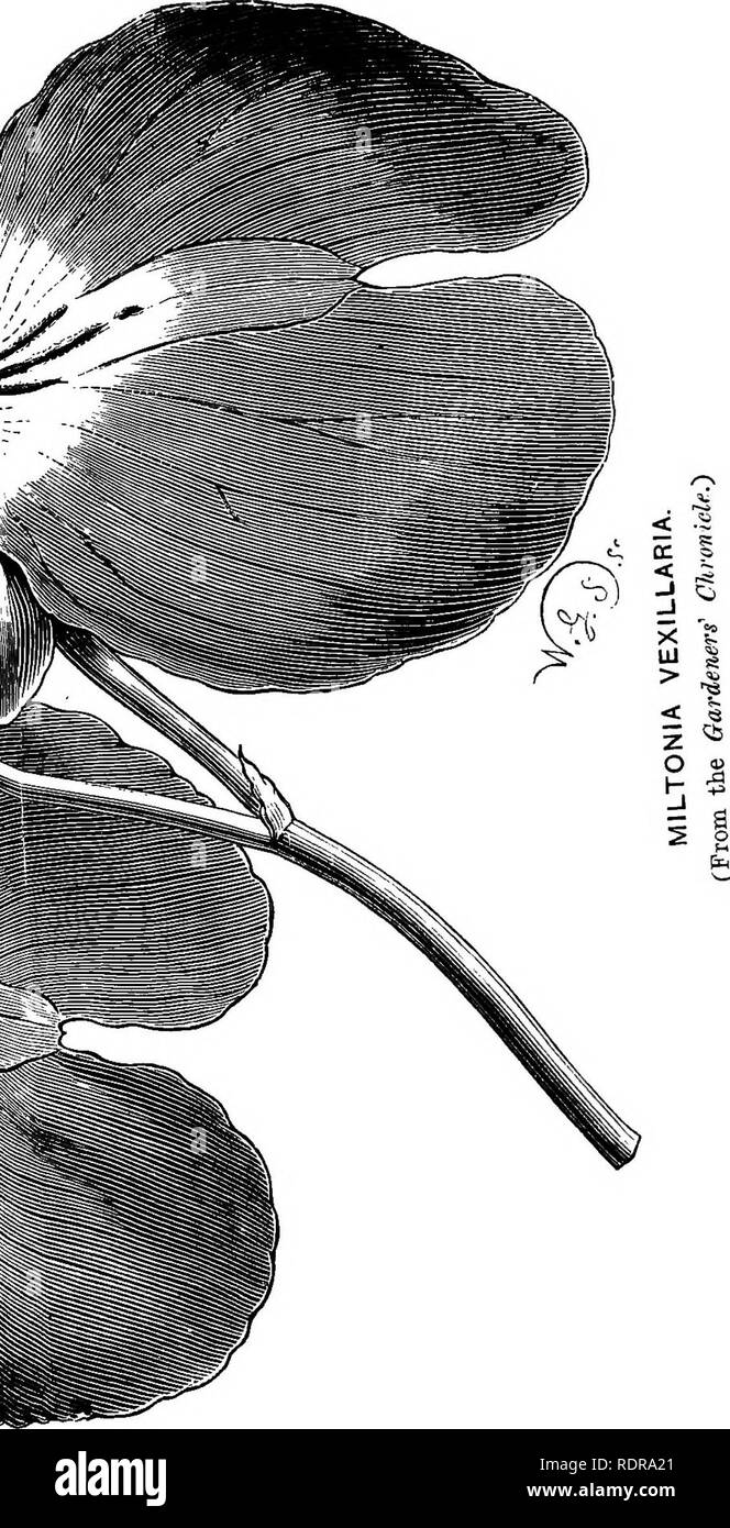 . Die Orchidee - Handbuch des Erzeugers, mit Beschreibungen der besten Arten und Sorten von knabenkrautgewächse in Anbau... Orchideen. . Bitte beachten Sie, dass diese Bilder sind von der gescannten Seite Bilder, die digital für die Lesbarkeit verbessert haben mögen - Färbung und Aussehen dieser Abbildungen können nicht perfekt dem Original ähneln. extrahiert. Williams, Benjamin Samuel, 1822-1890; Williams, Henry. London, Victoria und Paradies Baumschulen Stockfoto