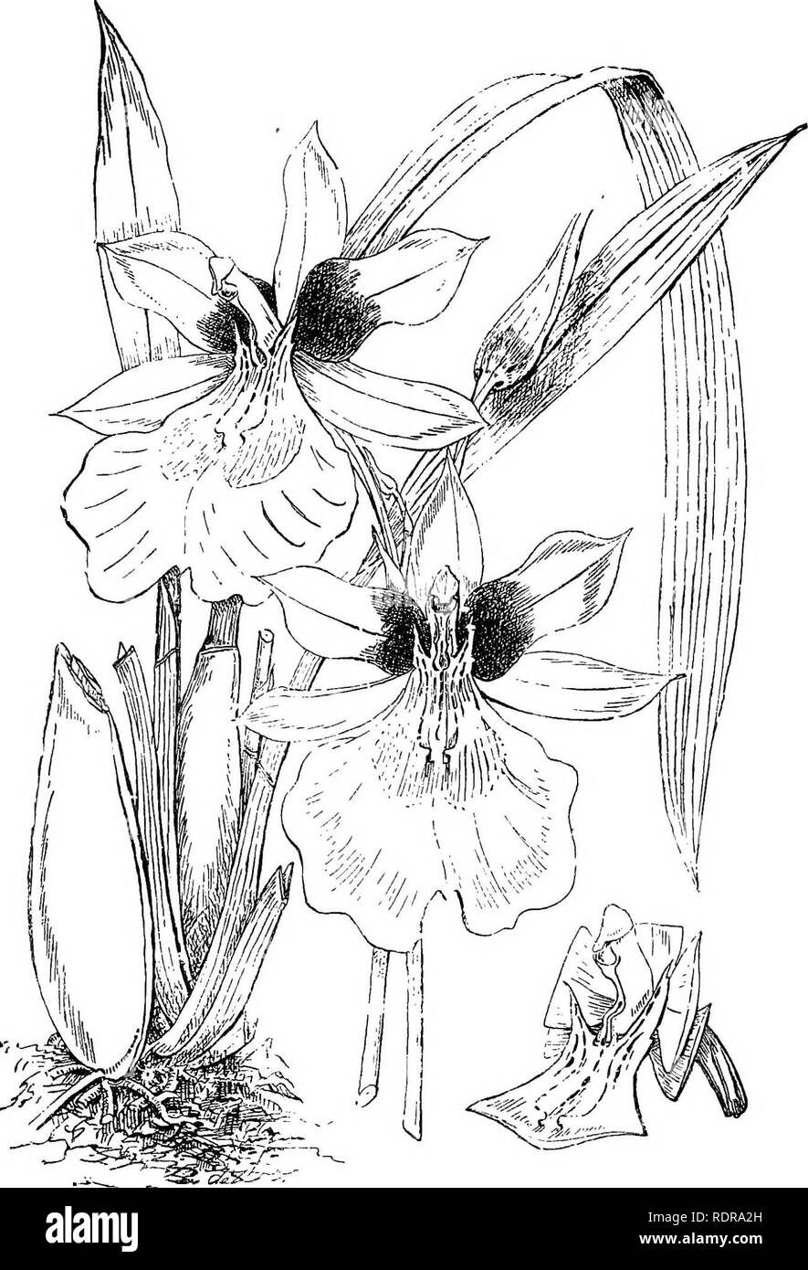 . Die Orchidee - Handbuch des Erzeugers, mit Beschreibungen der besten Arten und Sorten von knabenkrautgewächse in Anbau... Orchideen. MILTONIA ROEZLII. (Aus dem Journal der irortinlturc."). Bitte beachten Sie, dass diese Bilder sind von der gescannten Seite Bilder, die digital für die Lesbarkeit verbessert haben mögen - Färbung und Aussehen dieser Abbildungen können nicht perfekt dem Original ähneln. extrahiert. Williams, Benjamin Samuel, 1822-1890; Williams, Henry. London, Victoria und Paradies Baumschulen Stockfoto