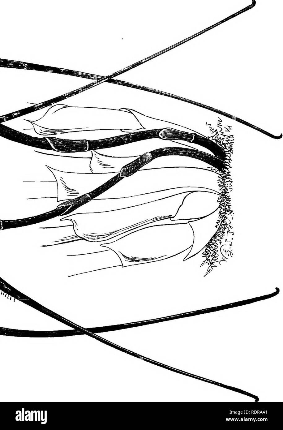 . Die Orchidee - Handbuch des Erzeugers, mit Beschreibungen der besten Arten und Sorten von knabenkrautgewächse in Anbau... Orchideen. - I" 5^ Hi Q CO&lt; O fU. Bitte beachten Sie, dass diese Bilder sind von der gescannten Seite Bilder, die digital für die Lesbarkeit verbessert haben mögen - Färbung und Aussehen dieser Abbildungen können nicht perfekt dem Original ähneln. extrahiert. Williams, Benjamin Samuel, 1822-1890; Williams, Henry. London, Victoria und Paradies Baumschulen Stockfoto