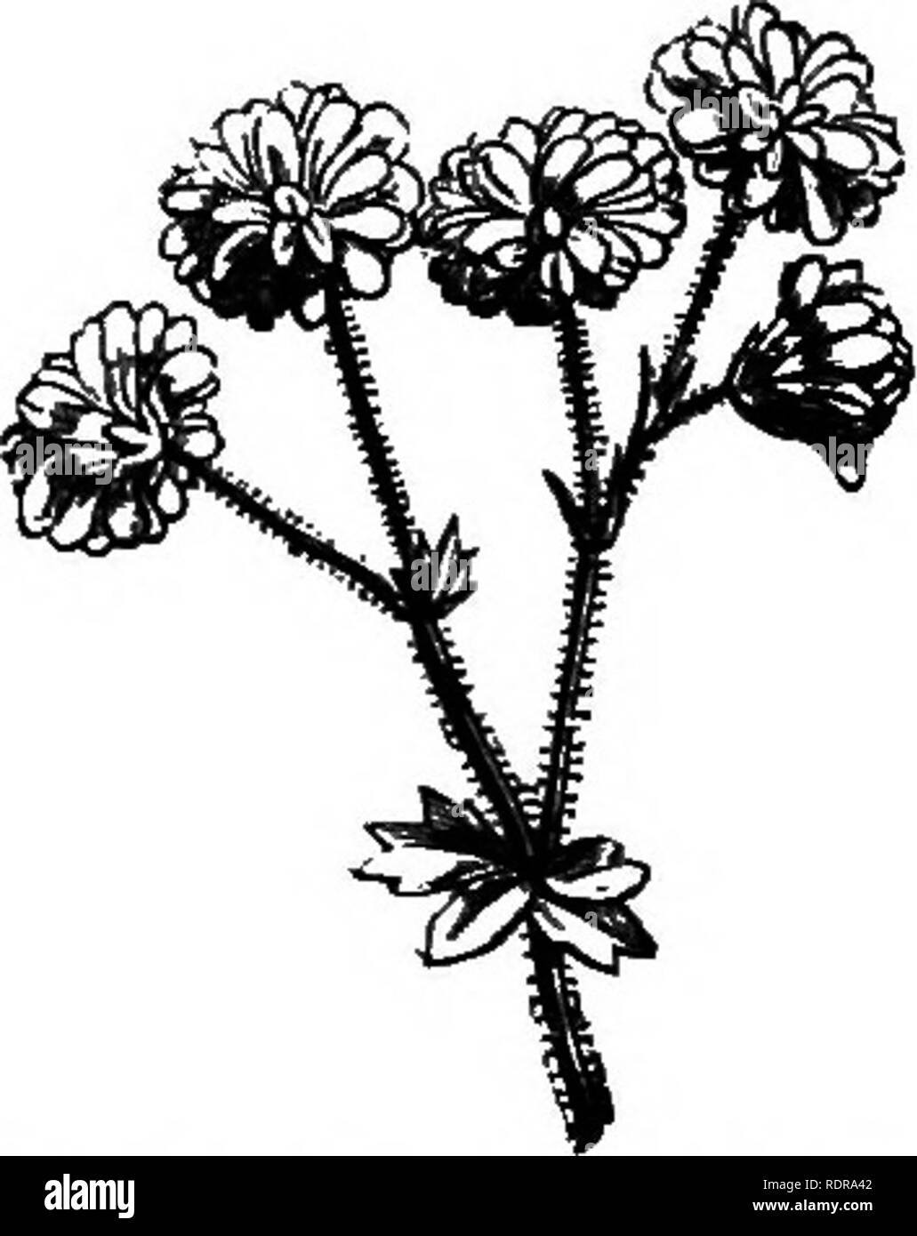 . Mein Garten, seinen Plan und Kultur zusammen mit einer allgemeinen Beschreibung der Geologie, Botanik und Naturgeschichte. Im Garten arbeiten. FlG. 650.- S. granulatii. Abb. 651.-S. granulata (doppelte Saxifrages sind Pflanzen von großem Interesse und großer Schönheit für Rock - arbeiten. In erster Linie ist der lila Steinbrech {Sixxifraga oppositifolia, Abb. 649) ist sehr schön. Es gibt mehrere Sorten, die Blüte eines Wesens, und eines anderen Wesens rosy pink und. Bitte beachten Sie, dass diese Bilder aus gescannten Seite Bilder, die digital für die Lesbarkeit verbessert haben mögen - Färbung und Appe extrahiert werden Stockfoto