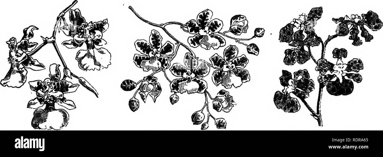 . Mein Garten, seinen Plan und Kultur zusammen mit einer allgemeinen Beschreibung der Geologie, Botanik und Naturgeschichte. Im Garten arbeiten. Abb. 622.- Vanda. "Ij - "1" - p ^ 624.-O. altissimum. Abb. 623,- Oncidium papilio. eine Zeit der Ruhe Formen andere Blumen; so dass diese schöne, neugierig Pflanze Blumen viele Male in einem Jahr neu. Es tut gut in der fernery, und bildet feine Lampen in dieser Situation. Einige der Arten der Oncidium form Blume - Stiele vier oder fünf Meter lang, und ich selbst habe mit Spikes drei Yards in der Länge. Es ist interessant, die Wachstum von 0 zu beobachten. altissimum (Abb. 624)..m Abb. Stockfoto