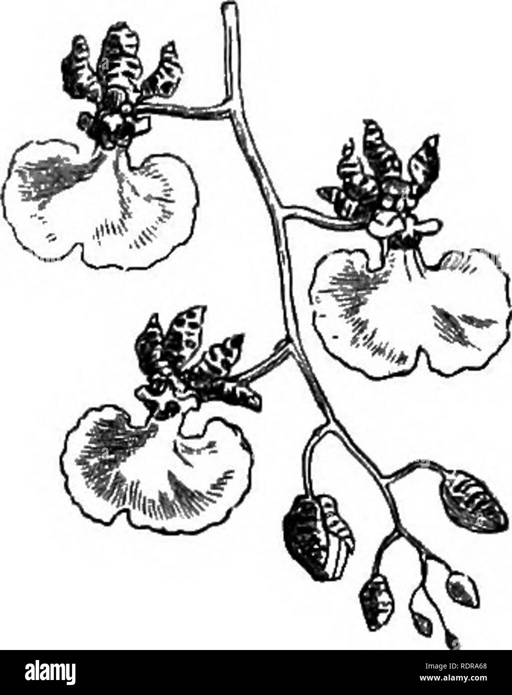 . Mein Garten, seinen Plan und Kultur zusammen mit einer allgemeinen Beschreibung der Geologie, Botanik und Naturgeschichte. Im Garten arbeiten. Abb. 622.- Vanda. "Ij - "1" - p ^ 624.-O. altissimum. Abb. 623,- Oncidium papilio. eine Zeit der Ruhe Formen andere Blumen; so dass diese schöne, neugierig Pflanze Blumen viele Male in einem Jahr neu. Es tut gut in der fernery, und bildet feine Lampen in dieser Situation. Einige der Arten der Oncidium form Blume - Stiele vier oder fünf Meter lang, und ich selbst habe mit Spikes drei Yards in der Länge. Es ist interessant, die Wachstum von 0 zu beobachten. altissimum (Abb. 624).. Klagegründe Stockfoto