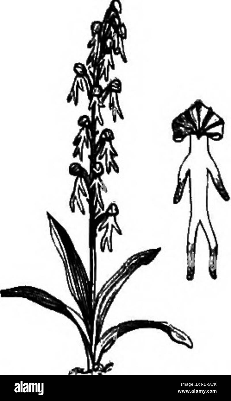. Mein Garten, seinen Plan und Kultur zusammen mit einer allgemeinen Beschreibung der Geologie, Botanik und Naturgeschichte. Im Garten arbeiten. Abb. 610.- Bienen-ragwurz. Abb. 6 II - Orchidee Fliegen. Abb. 609. - Orchis mascula. Die Fliege Orchid {Ophrys muscifera, Abb. 611) ist eine weitere schöne Sorte, aber soviel wie ich bewundere es, das ich nie viele kultivieren. Sie wachsen in den höchsten Üppigkeit in meinem alpinery, mit den kuriosen Bienen-ragwurz.. Bitte beachten Sie, dass diese Bilder extrahiert werden aus der gescannten Seite Bilder, die digital haben für die Lesbarkeit verbessert - Färbung und Aussehen dieser Abbildungen können nicht Perfekt resemb Stockfoto