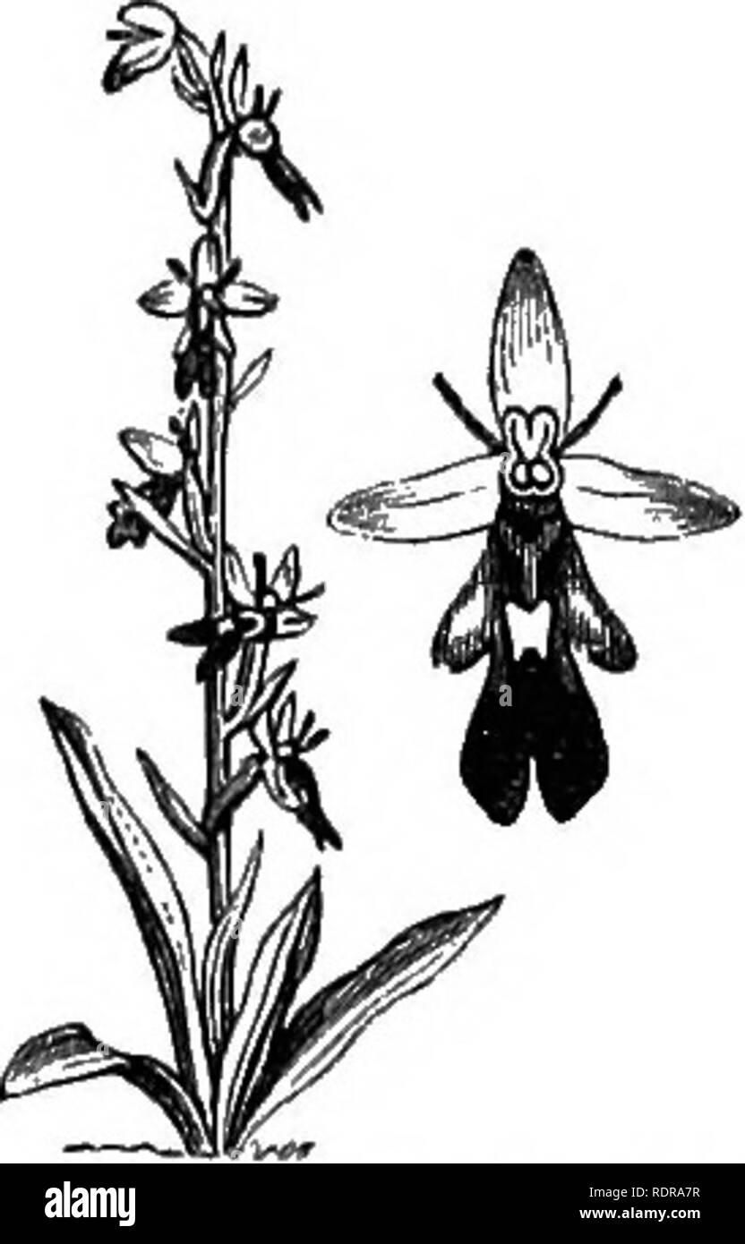 . Mein Garten, seinen Plan und Kultur zusammen mit einer allgemeinen Beschreibung der Geologie, Botanik und Naturgeschichte. Im Garten arbeiten. Abb. 610.- Bienen-ragwurz. Abb. 6 II - Orchidee Fliegen. Abb. 609. - Orchis mascula. Die Fliege Orchid {Ophrys muscifera, Abb. 611) ist eine weitere schöne Sorte, aber soviel wie ich bewundere es, das ich nie viele kultivieren. Sie wachsen in den höchsten Üppigkeit in meinem alpinery, mit den kuriosen Bienen-ragwurz.. Bitte beachten Sie, dass diese Bilder extrahiert werden aus der gescannten Seite Bilder, die digital haben für die Lesbarkeit verbessert - Färbung und Aussehen dieser Abbildungen können nicht Perfekt resemb Stockfoto