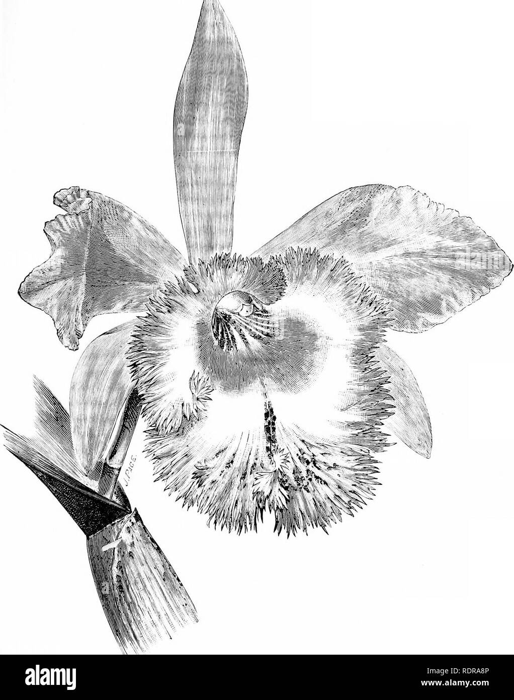 . Die Orchidee - Handbuch des Erzeugers, mit Beschreibungen der besten Arten und Sorten von knabenkrautgewächse in Anbau... Orchideen. LAELIO - CATTLEYA MOSSIAE DIGBYANA -. (Von tlie Gardriiiiuj Wniiil."). Bitte beachten Sie, dass diese Bilder sind von der gescannten Seite Bilder, die digital für die Lesbarkeit verbessert haben mögen - Färbung und Aussehen dieser Abbildungen können nicht perfekt dem Original ähneln. extrahiert. Williams, Benjamin Samuel, 1822-1890; Williams, Henry. London, Victoria und Paradies Baumschulen Stockfoto