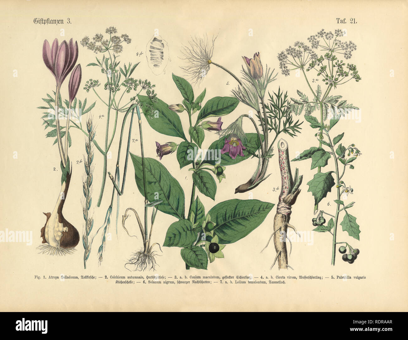 Giftige und giftigen Pflanzen, viktorianischen botanischen Abbildung Stockfoto