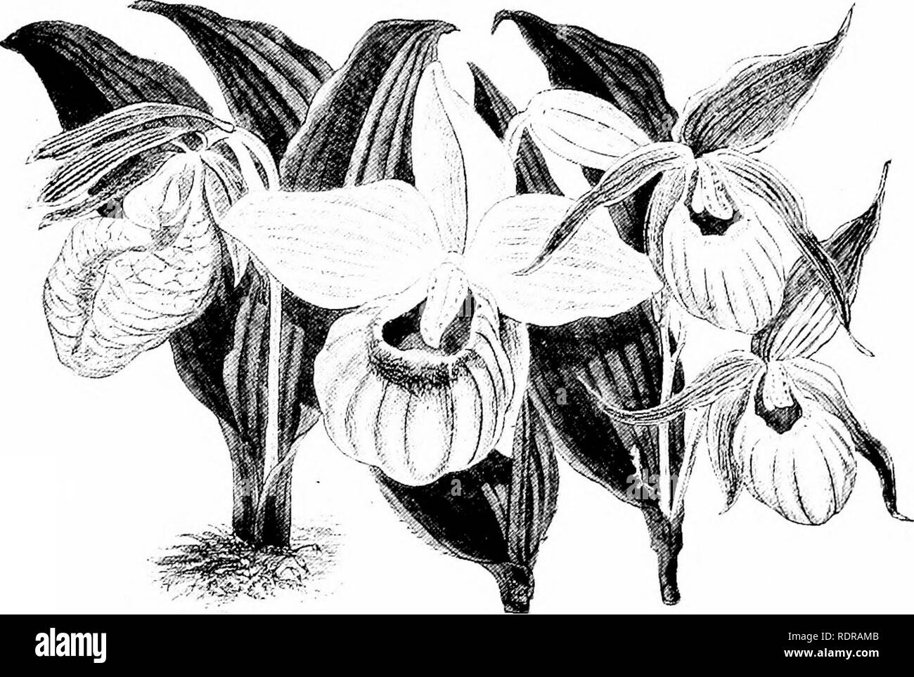 . Orchideen: ihre Kultur und Management. Orchideen. 524 Orchideen Britische und andere Winterharte Orchideen. Name des Ram's Head Orchis zurückzuführen ist. Diese Art lebt in den Sümpfen und in feuchten Wäldern in Nordamerika und China. Es lebt hier im Moor Torf oder in gutem Sandstrand Blatt-Form, und Blumen im Juni. Im Jahr 1808 eingeführt. (B. M., t. 1569.) C. Calceolus (Z) - Interessanter als der Größte unter den britischen Orchideen geblüht, sondern auch eine dekorative und nützliche Gartenpflanze. Stiele ift. zu heben, hoch, mit etwa vier Grosse, ovale, spitze Blätter, und ein oder zwei Blüten. Letztere haben Dunkelbraun, gewellten Kelchblättern und Stockfoto