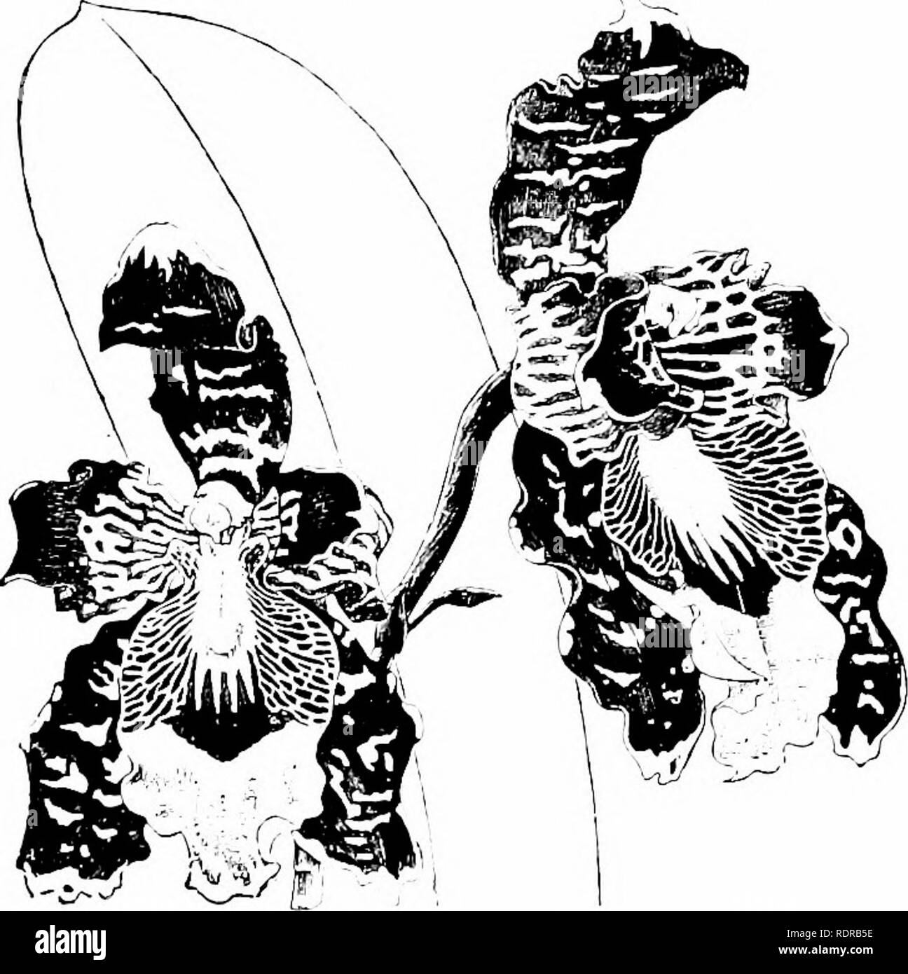 . Orchideen: ihre Kultur und Management. Orchideen. 364 Orchideen Odontoglossum. Kolumbien, 1886. Dies hat die nützlichsten Odontoglossum für die hybridisierung Zwecke erwiesen, mehrere die meisten wünschenswerten Ergänzungen in aus seiner Verwendung als Elternteil eingeholt. (Abb. 117, für die wir verschuldet sind an die Redaktion der "Gärtner" Chronik.") O. hastilabium (Lindl.). - Diese ist eine Feder - blühende Pflanze, die in der Blüte etwa zwei Monate. Es verfügt über einen großen, hellen, glänzenden grünen pseudo-Glühlampen und breiten Blättern ift. lang. Der Spike ist 2 ft. und 3 ft., oder manchmal sogar so viel wie 6 m in der Höhe und viel-Zweig Stockfoto