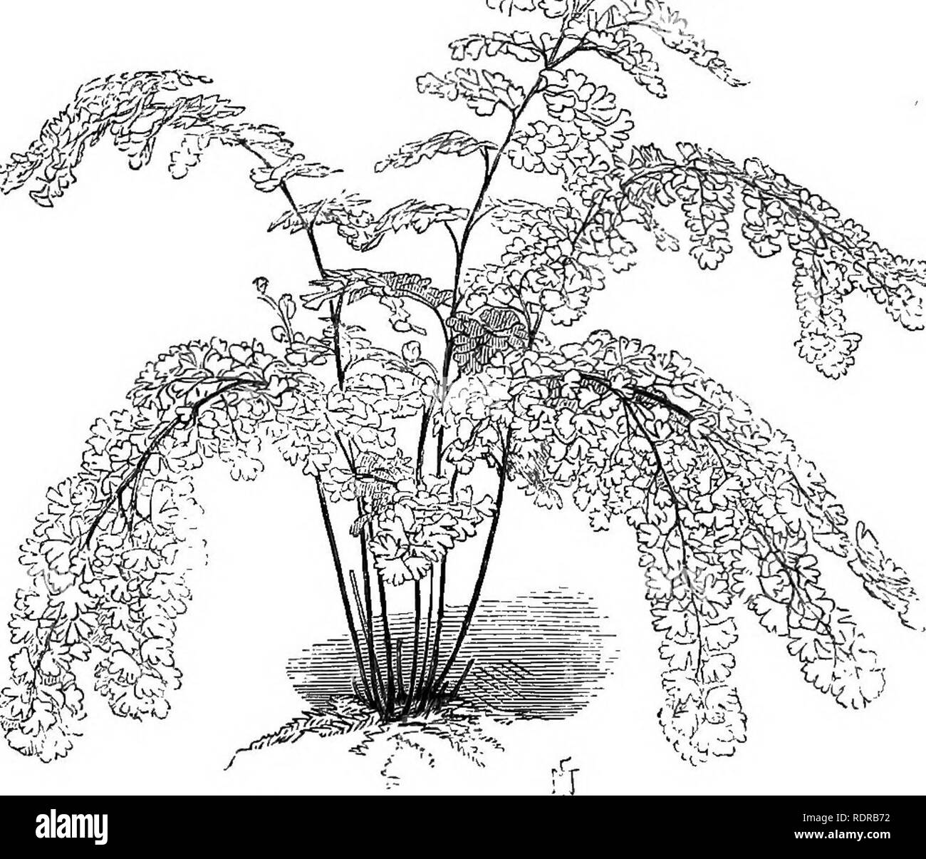 . Der Farn Garten: Wie zu machen, halten Sie, und genießen Sie es; oder, Farn Kultur leicht gemacht. Farne. 72 Der Farn Garten. Zu den aufmerksamen Geist ist nichts trivial oder armselige in der Natur, und für das Wachstum einer Farn Saatgut ist der Beginn einer geheimnisvollen Lebens, das Ende, die kein Mensch kann pre-w Auf in der Balkenanzeige geben oder zu verstehen. Siehe! Wir wissen nichts; kann ich Vertrauen, dass gute Endlich Fallen aber - weit weg - Endlich, zu allen und jeden Winter zu Frühling. ADIANTUM EXOISTTM MTJLTIPnUTM.. Bitte beachten Sie, dass diese Bilder aus gescannten Seite Bilder, die digital für die Lesbarkeit erhöht worden sein können extrahiert werden - Colora Stockfoto