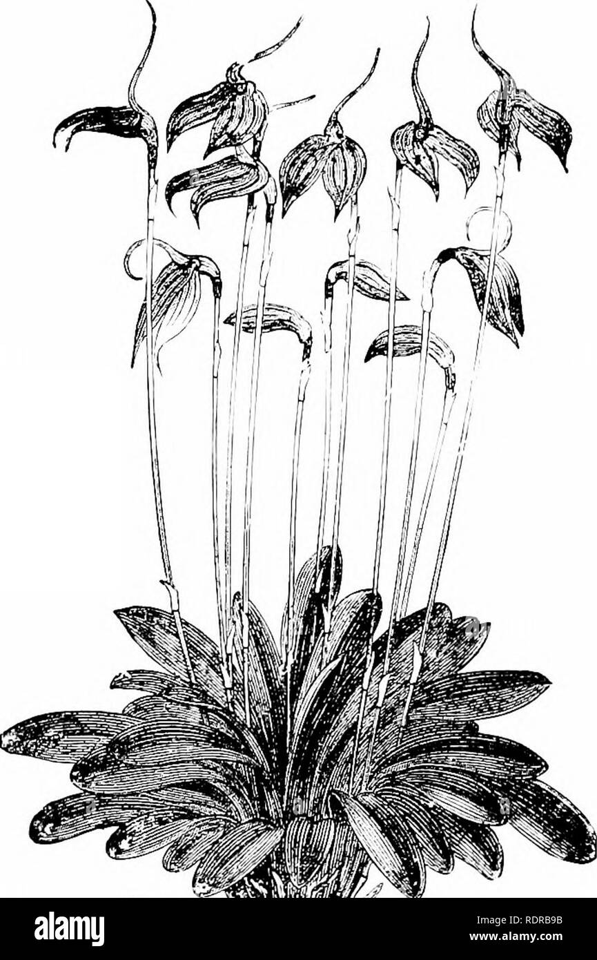 . Orchideen: ihre Kultur und Management. Orchideen. keine Orchideen gebogen, jede Tasse, woher Masdevallia. Ich. iin. Breit, Sh'ghtly channehed, duU grün, die Stengel springhng trom Hüllen lin. lang. Die Blume-scape ist gebogen, 6 in., Gin. Lange, ummantelt an den Knoten, geblüht. Jede Blume ist com - der drei vereinigten aufgeworfen, dreieckige sei) als, Verbreitung, leicht ICH in. breit an der Basis, und sie bilden zusammen ein flacher Sie graduall)' schmal und dünn, gerade Schwänze, die ganze Kelchblatt messen ca. 6 in. in der Länge; die innere Oberfläche ist mit weichen Haaren bedeckt, und ist farbig Sahne)'}' ellow, • mit grossen Flecken Stockfoto