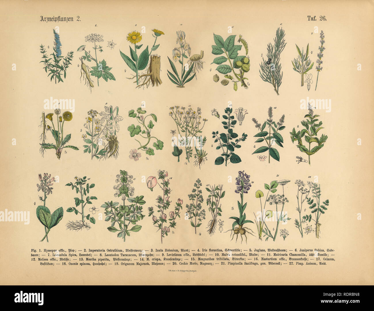 Heil Und Krauterpflanzen Viktorianischen Botanischen Abbildung