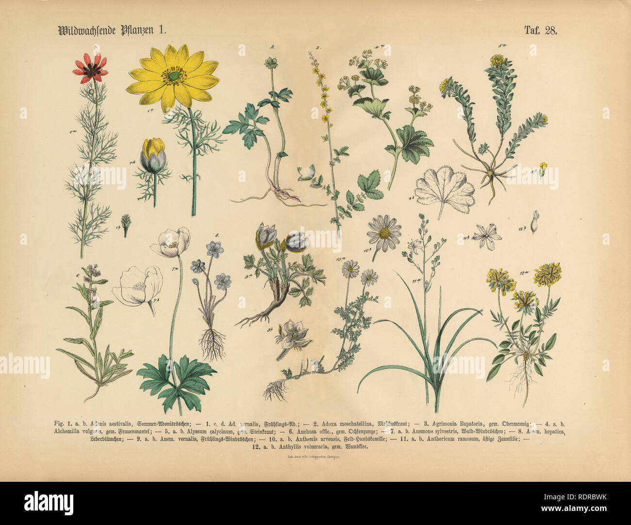 Wildflower und medizinische Kräuter Pflanzen, viktorianischen Botanische  Illustration - Illustration Stockfotografie - Alamy