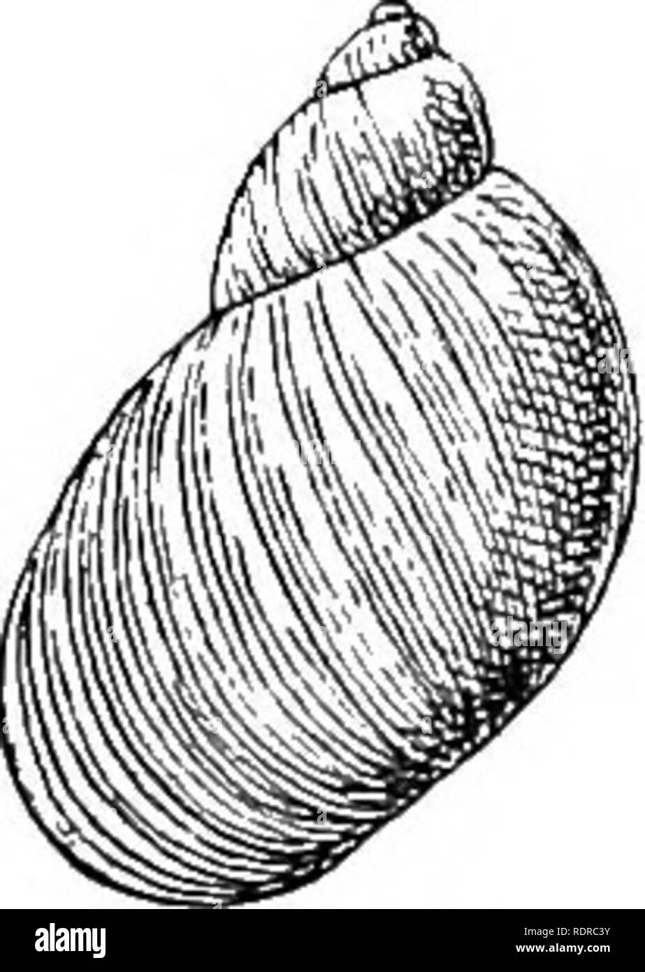 . Mollusca... Muscheln. SUCCINEA. 455 S. crassiuscula, Benson." Es durchaus Ansätze, die Arten, die in mehrfacher Hinsicht, aber die letzte Quirl nicht so schnell nicht erhöhen und die Turmspitze ist mehr produziert. Mehrere Exemplare aus Bombay Maßnahme 13-5 mm in Durchmesser und übersteigt somit die Art der in der cuming Sammlung ist. Drei Schalen aus Kalkutta in der Theobald Sammlung haben auch einen Durchmesser von 13 mm. Auf der anderen Seite drei Exemplare im Britischen Museum gesammelt im Jahr 1880 von Oberst Wilmer auf Mauerwerk am Anschluss "William, Andaman Inseln, die ich zu dieser Art beziehen, nicht mehr als 9 übersteigen. Stockfoto