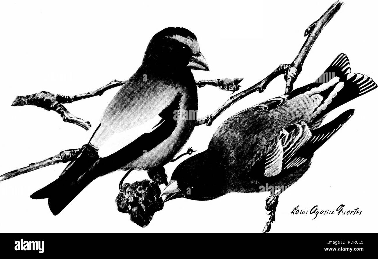 . Vögel von New York. Vögel. Jibuu Cfhti bin z Yuprfet europäischen Stieglitz Carduelis carduclis (Linnaeus) Stieglitz Astragalinus tristis trisiis (Linnaeus) WEIBLICHE UND MÄNNLICHE IM SOMMER ABENDS GROSBEAK Hesperiphona vespertina veapertina (yf. Cooper) männlich weiblich Alle 3 Nat. Größe. Bitte beachten Sie, dass diese Bilder sind von der gescannten Seite Bilder, die digital für die Lesbarkeit verbessert haben mögen - Färbung und Aussehen dieser Abbildungen können nicht perfekt dem Original ähneln. extrahiert. Eaton, Elon Howard, 1866-1934; Noyes, Nicholas H. FMO. Albany, Universität des Bundesstaates New York Stockfoto