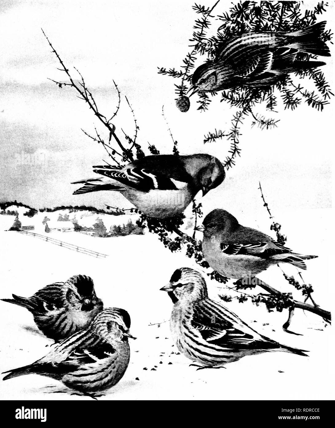 . Vögel von New York. Vögel. Vögel von NEM^ YORK lemolr 12. N.Y., Museur Platte 78g*r. ,/'/Fiff''^ (-w aHf^ Vntr ^^r. REDPOLL Acanthis linaria Linaria (Linnaeus) weiblich männlich KIEFER SISKIN^ pinus Pinus (T^ilson) STIEGLITZ AstragaUnns trisiis irlsHs (Linnaeus) MÄNNLICHEN UND WEIBLICHEN IM WINTER GRÖSSERE REDPOLL Acanthis linaria roatrafa (Coucs). Bitte beachten Sie, dass diese Bilder sind von der gescannten Seite Bilder, die digital für die Lesbarkeit verbessert haben mögen - Färbung und Aussehen dieser Abbildungen können nicht perfekt dem Original ähneln. extrahiert. Eaton, Elon Howard, 1866-1934; Noyes, Ni Stockfoto