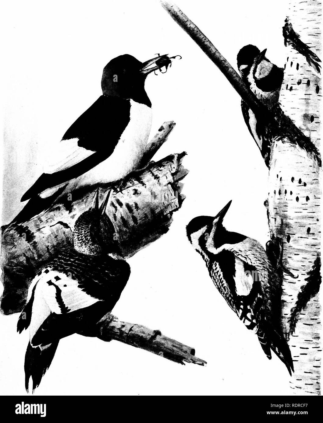 . Vögel von New York. Vögel. Vögel von > E^H^YORK Abhandlung 12. N.Y, State Museum Platte 62. Rothaarige SPECHT Metanerpes eryihrocephalus (Linnaeus) Alle J NAT. Größe YELLOW-BELLIED SAPSUCKER Sphyrapicus vanus Varius (Linnaeus) weiblich männlich. Bitte beachten Sie, dass diese Bilder sind von der gescannten Seite Bilder, die digital für die Lesbarkeit verbessert haben mögen - Färbung und Aussehen dieser Abbildungen können nicht perfekt dem Original ähneln. extrahiert. Eaton, Elon Howard, 1866-1934; Noyes, Nicholas H. FMO. Albany, Universität des Bundesstaates New York Stockfoto