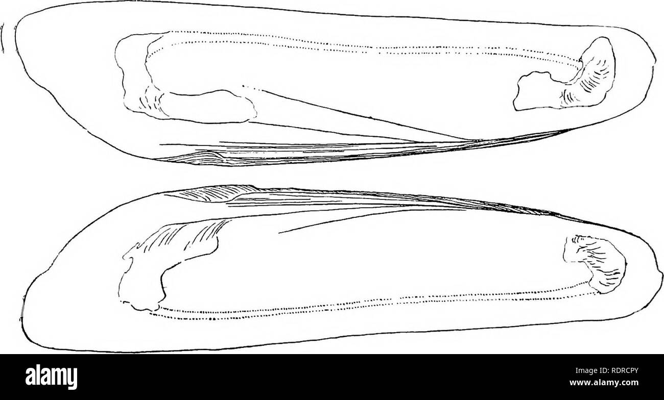 . Mollusca... Muscheln. SOLENAIA. 133 schräge Truncata natibus