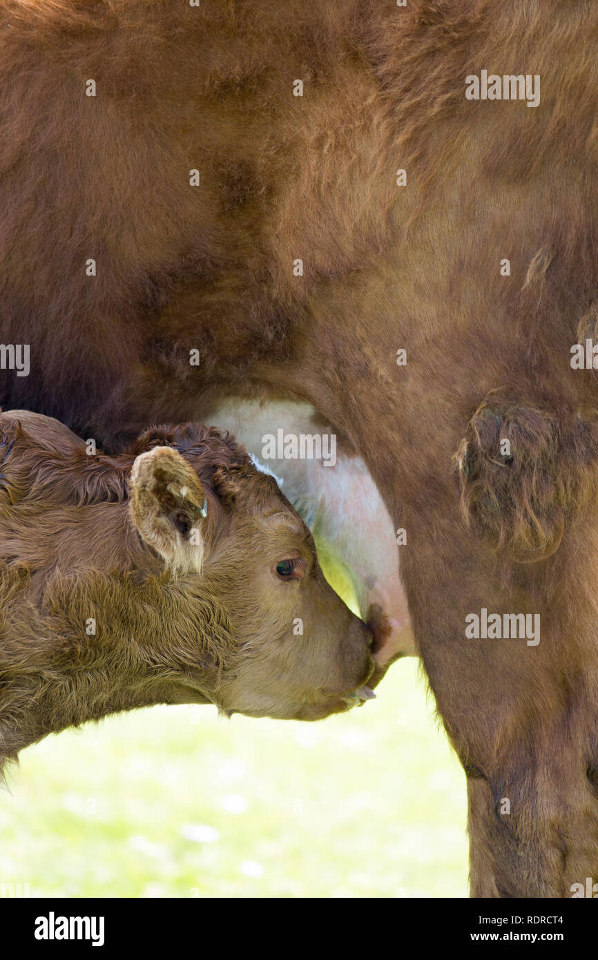 Kuh ihr Kalb füttern. Junges Kalb mit einer der vier Zitzen auf ihrem Euter, dann zu säugen. Eines Mutterkuhbestands. Die Rindfleischproduktion. ​ Stockfoto