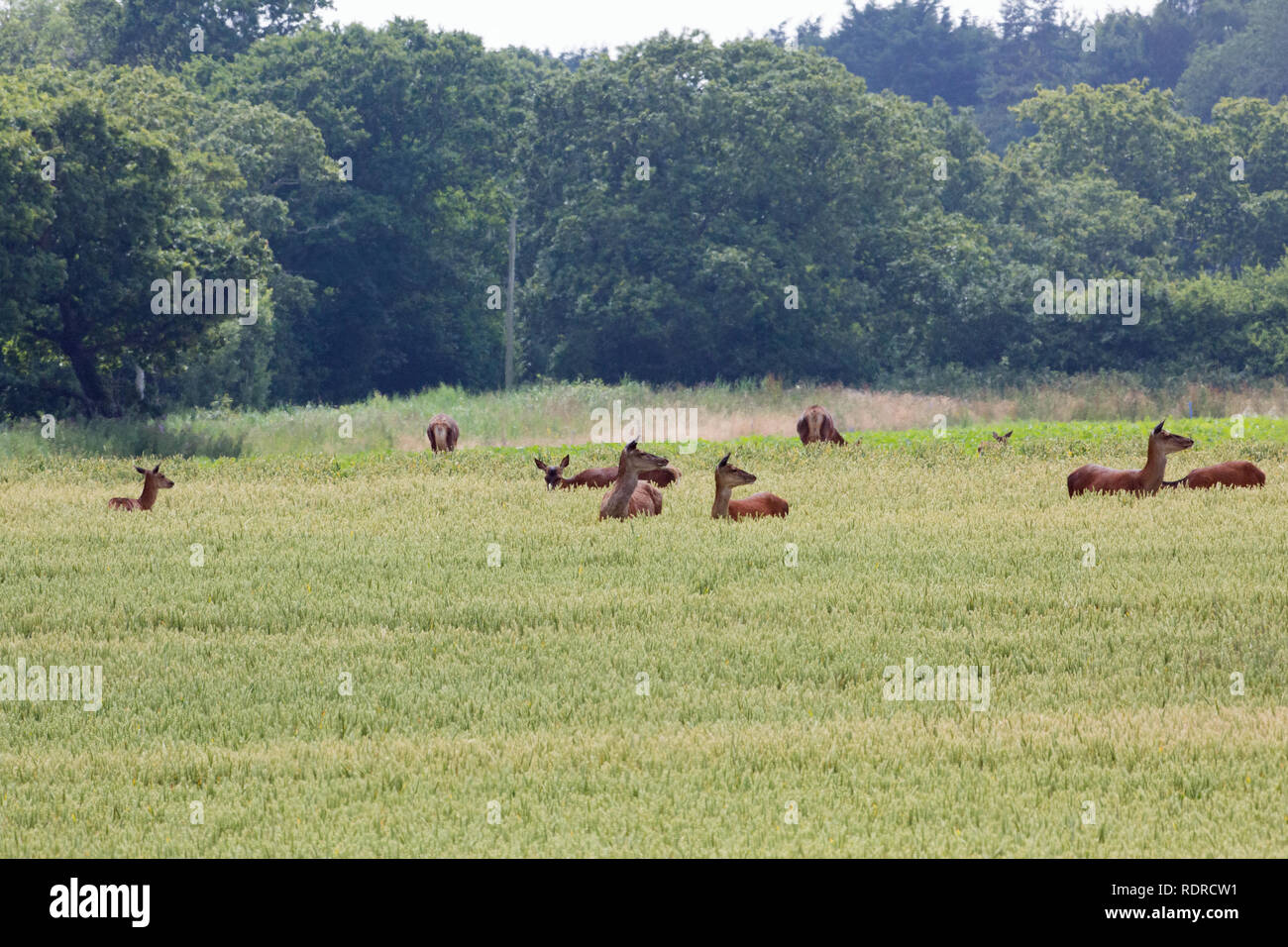 Red Deer (Cervus elaphus). Eine Herde von hinds nur, überfallen ein Feld von reifenden Getreide, Weizen, auf einem Bauernhof in Norfolk, neben der Abdeckung des Waldes, am helllichten Tag. ​ Ingham. Stockfoto