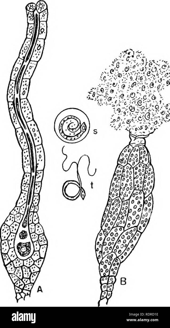 . Einführung in die Botanik. Botanik. 290 Einführung in die Botanik. Moose die gleichen Funktionen wie diejenigen der höheren Pflanzen durchführen. 177. Die Vervielfältigung von Moosen. - Eine Prüfung des apices der MOSS-triebe zeigt die Tatsache, dass archegonia und antheridia (Abb. 151) sind pro-es eingeführt, bei einigen Arten sowohl auf der gleichen Pflanze, in anderen auf verschiedenen Pflanzen. Die archegonia und staubbeutel-idia sind klein und dunkel, mit "-N" 3 ,'"'-^"*V'^ ^d von PwK ilf^aL''"""^t^^ Ich' übersehen würden-t^' die beiläufigen Beobachter. Die Wand des antheridium bricht an der Spitze (Abb. 151,^), 'RL' Stockfoto