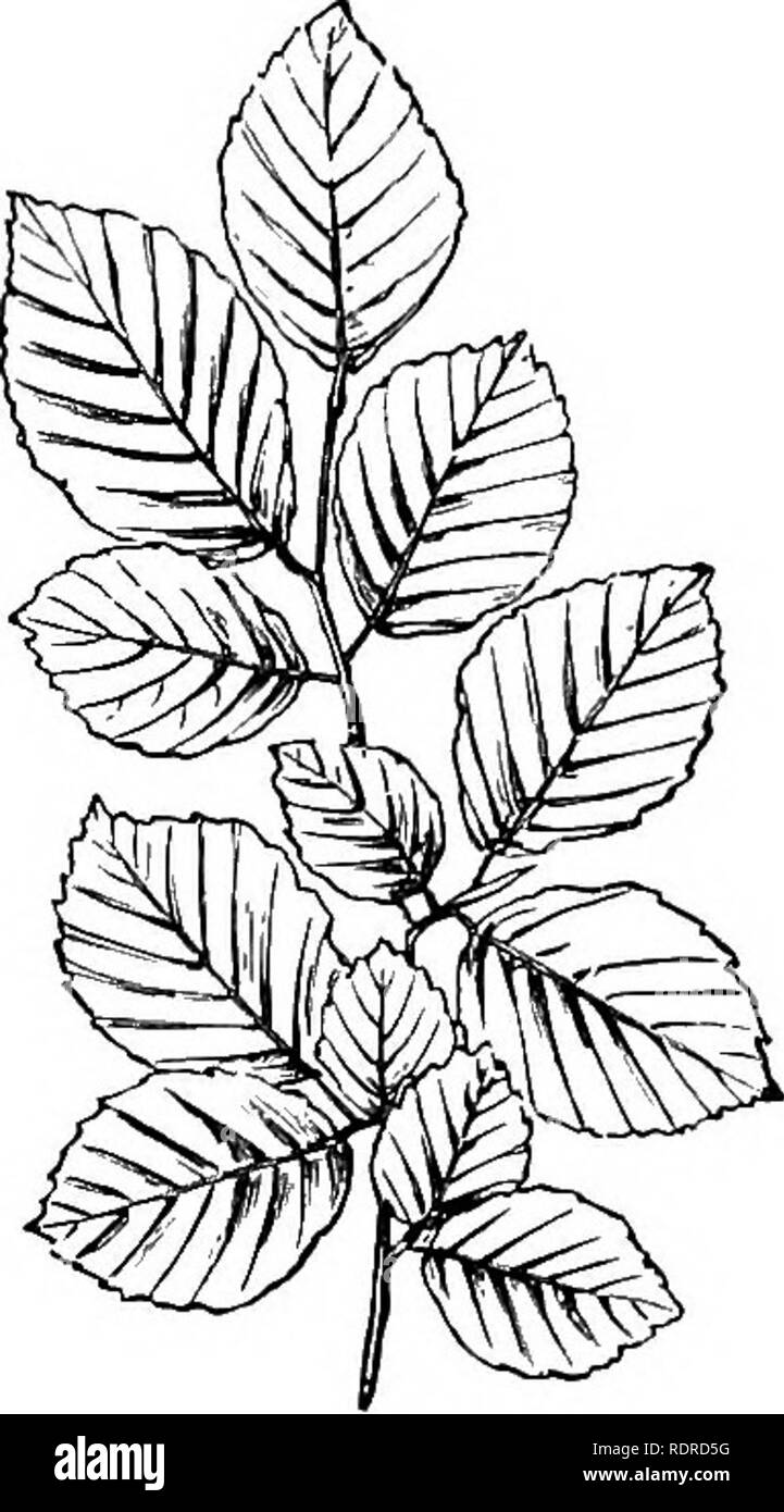 . Hinweise auf das Leben Geschichte der Britischen blühende Pflanzen. Botanik und Ökologie der Pflanzen. AMENTACB^ 361 Twig ist etwas stouter, sagen Sie '09 Zoll. Folgen Sie dieser bis ing, finden wir, dass ccBteris paribus, die Größe der Blätter hat Bezug auf die Stärke der Stammzellen. Natürlich, aber das ist nur eine ungefähre Angabe. Andere Dinge, die berücksichtigt werden müssen. Stärke, zum Beispiel, ist ein wichtiges Element. Wenn zum Beispiel vergleichen wir die Buche und Hainbuche mit dem Kalk (s. 31), die allgemeine Ebene der Blätter ist erneut, dass der. Bitte beachten Sie, dass diese Bilder aus gescannten Seite Bilder extrahiert werden Stockfoto