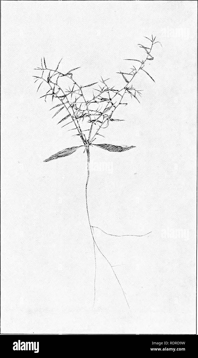 . Studien über die Vegetation der Transkaspischen Tiefland. Botanik. - 250 - Bands von grünem Gewebe, das über zwei Schichten von niedrigen Palisade Zellen durch quer Storage unterstützte-Zellen haben. Wo root und Stiel ineinander, die Achse wird eingedickt und saftig. Keine grünen Gewebe tritt hier aber die Collen - chynia erweitert.. Abb. 72. Agriophyllum minus. Juni. Agriophyllum latifolium F. &Amp; M. Dies ähnelt der vorherigen Arten, aber die unteren Blätter, die nach und nach verschwinden, sind eiförmig-elliptischen, breit mit gefiederten Äderung (Abb. herzförmige. 74). Sie sind mit verstreut Stockfoto