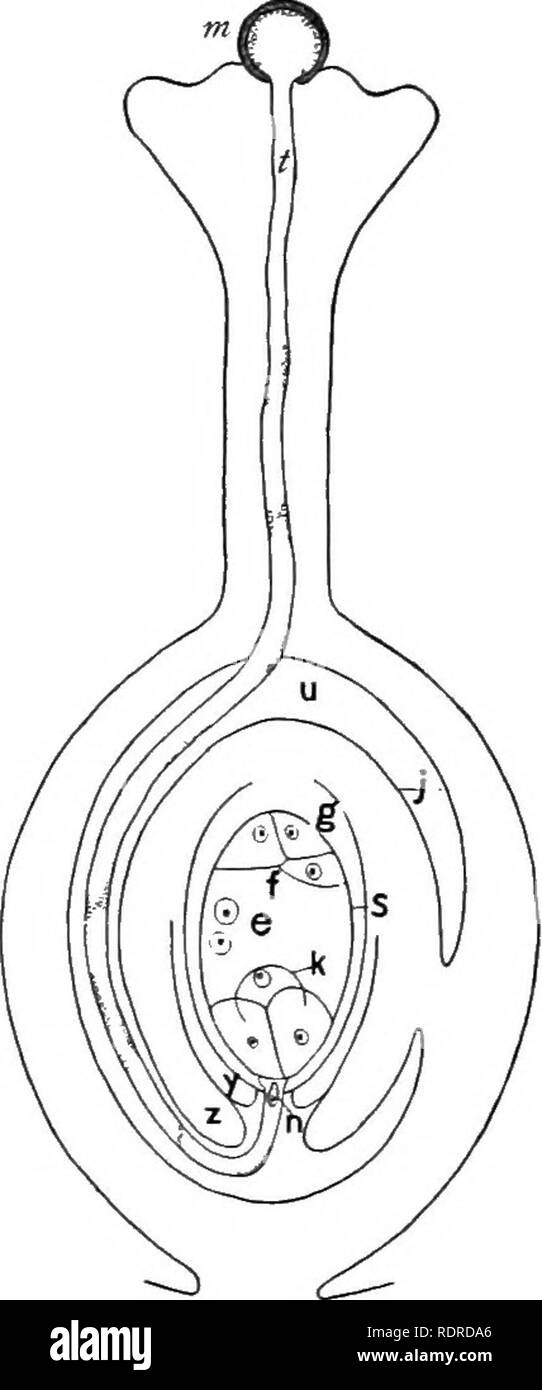 . Einführung in die Botanik. Botanik. Blumen. 167 schattige mit diagonalen Linien) entweder durch dünne Plätze de-für den Zweck unterzeichnet ist, oder durch Spalten durch Schwellung der inneren Teile entstehen, und wächst in Form einer schlanken Röhre (/). Diese sichern sich zwischen den Zellen in den Geweben der Stil, von dem es Nahrung stammt, bis er den Hohlraum (") des Eierstocks, in dem die Eizelle (y) enthalten ist, und dann soll die Öffnung (micropyle) durch die Mäntel der Samenanlage, und, durch diese, erreicht die spore (s) der Embryo sac, in der die Ei {k) getragen wird, erreicht. Stockfoto