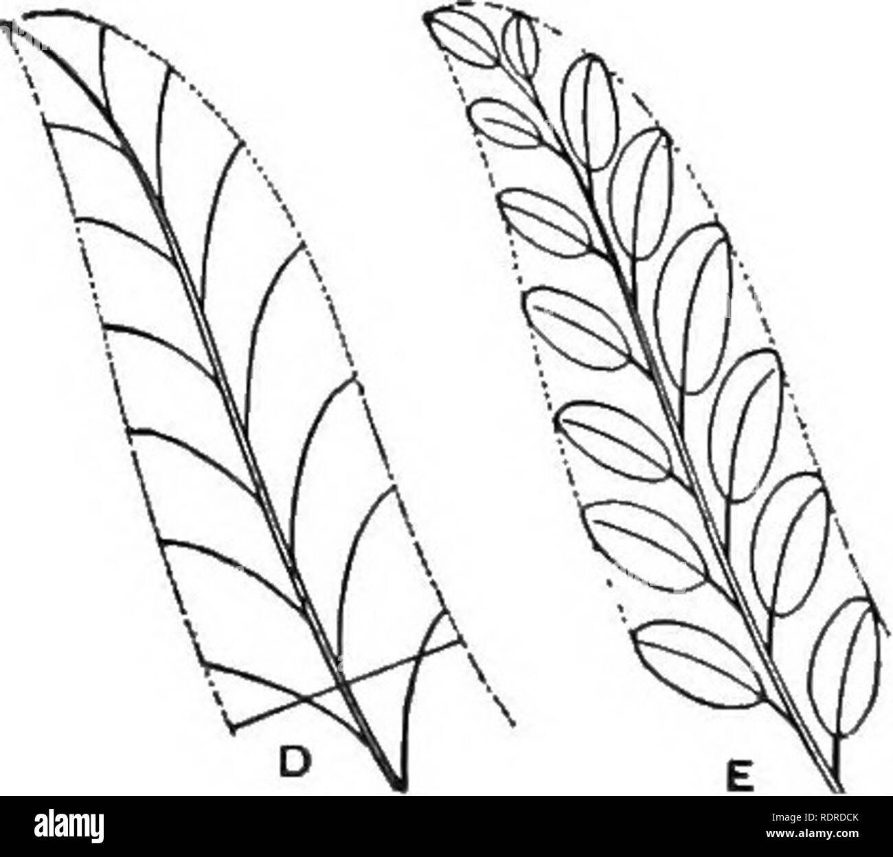 . Einführung in die Botanik. Botanik. Abb. 75. Leitfaden Formulare zum Zeichnen von Blumen. Siehe Text. gleiche Sache ist für eine Blume aus der Familie der Kreuzblütler in E, F und G. vergleichen Sie auch die Durchmesser der drei Gesichter des Diagramms K. in der Erstellung langer oder viel, gebogene Blätter Es ist ein guter Plan die Mittelrippe zuerst zu zeichnen, und so- den gesamten Länge und Krümmung; dann an einem Punkt auf der Mittelrippe, wo das Blatt weitesten ist eine Linie im rechten Winkel mit der mittelrippe gezeichnet werden sollen, die Festlegung der Breite des Blattes im richtigen Verhältnis zur Länge.. Die letzten, die Umrisse der Blatt sollten gezogen und der venatio Stockfoto