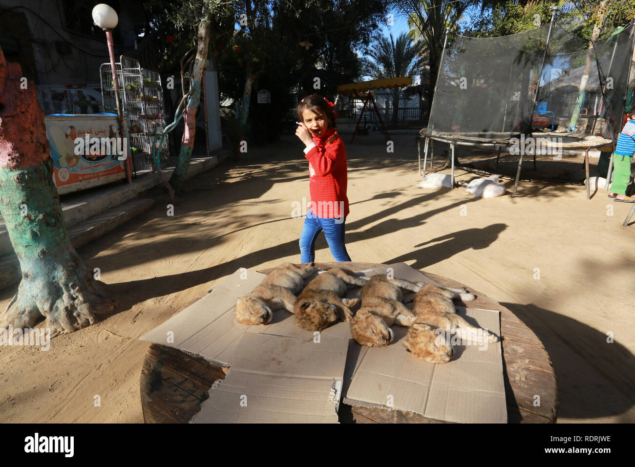 Gaza und die Palästinensischen Gebiete. Jan, 2019 18. Die Leichen der vier neu geboren Lion Cubs vor ihrer Beerdigung in einem Zoo, in Rafah, im südlichen Gazastreifen Am 18. Januar 2019. Nach einem Zoo offizielle die Jungen bei einem Sturm ums Leben gekommen. Abed Rahim Khatib/Erwachen/Alamy leben Nachrichten Stockfoto