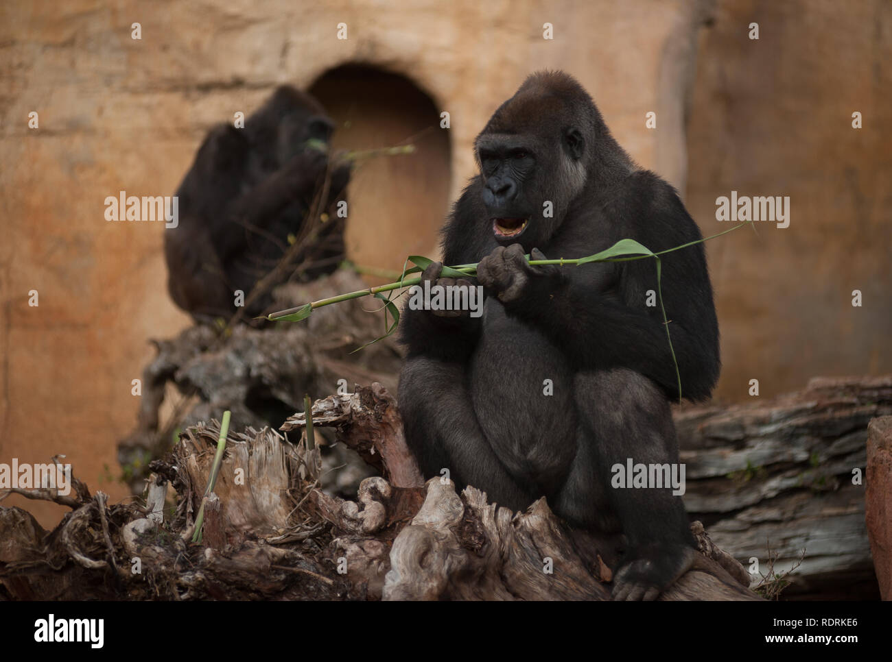 Ein männlicher Gorilla namens Eccho (R) und Kim (L) werden gesehen, essen Niederlassungen in das Gehäuse bei Bioparc Fuengirola, in der Nähe von Malaga. Buu war von der Chessington Zoo in London mit dem Ziel der Beilegung einer Gruppe von Zucht Gorillas im Bioparc Fuengirola zusammen mit der aktuellen Paar Gorillas leben im Bioparc, namens Eccho und Kim brachte, und der arterhaltung Erhaltung mit Hilfe von Personal Koordination. Stockfoto