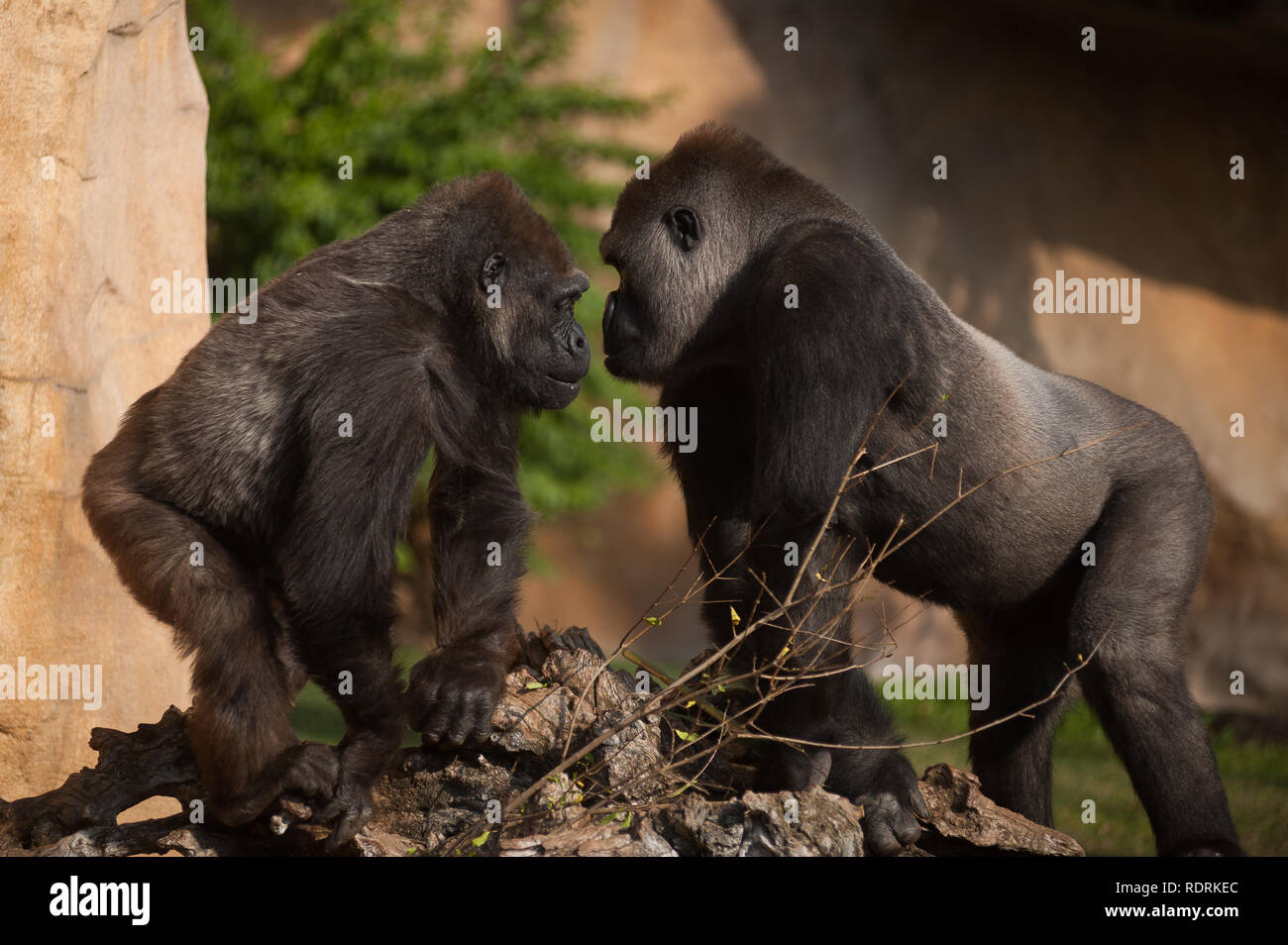 Ein Gorilla-weibchen Kim (L) und Eccho (R) sind in ihrem Gehege im Bioparc Fuengirola gesehen, in der Nähe von Malaga. Buu war von der Chessington Zoo in London mit dem Ziel der Beilegung einer Gruppe von Zucht Gorillas im Bioparc Fuengirola zusammen mit der aktuellen Paar Gorillas leben im Bioparc, namens Eccho und Kim brachte, und der arterhaltung Erhaltung mit Hilfe von Personal Koordination. Stockfoto