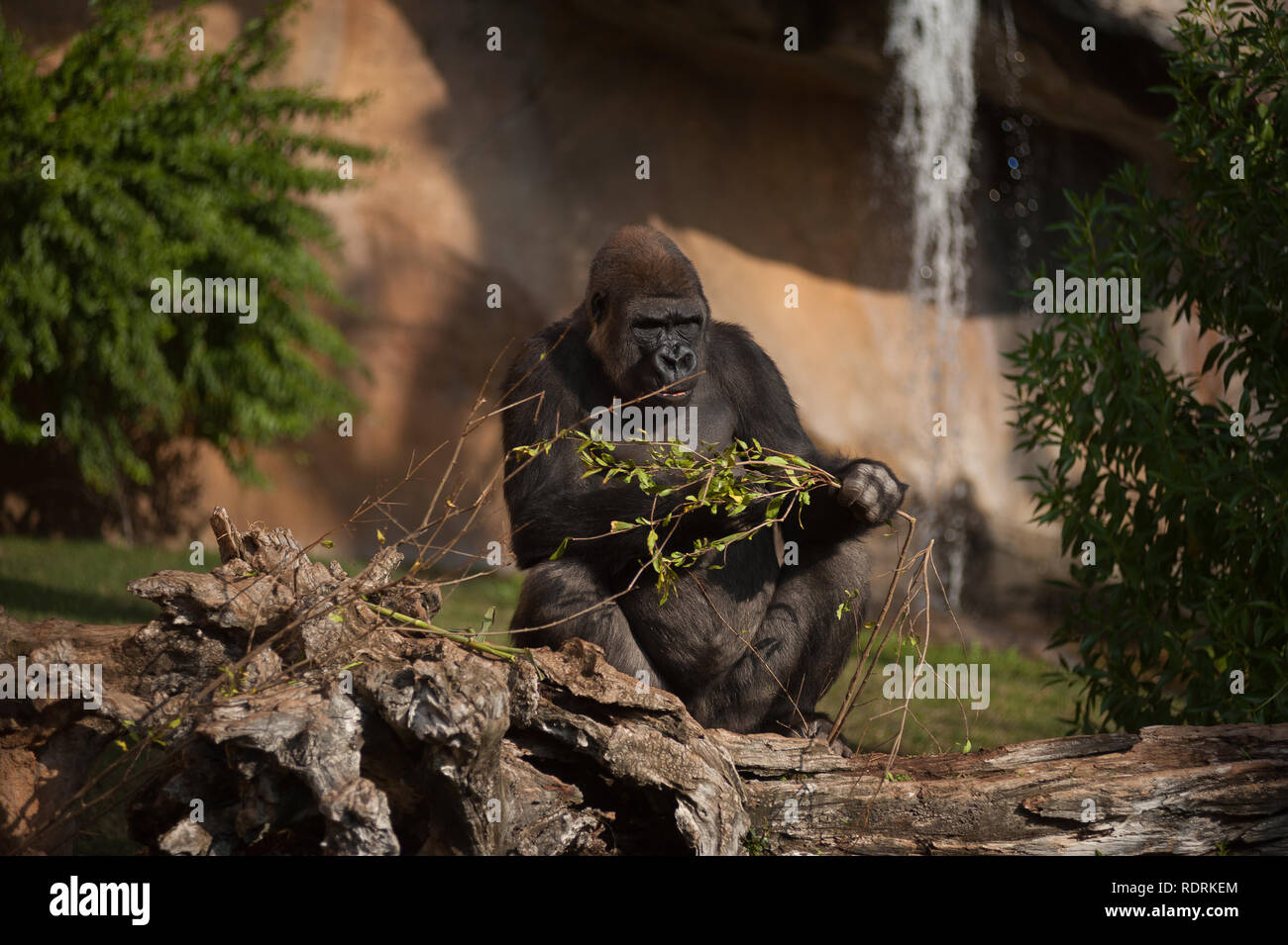 Ein männlicher Gorilla namens 'Eccho' gesehen Essen Niederlassungen in das Gehäuse bei Bioparc Fuengirola, in der Nähe von Malaga. Die anderen Gorilla namens Buu war von der Chessington Zoo in London mit dem Ziel der Beilegung einer Gruppe von Zucht Gorillas im Bioparc Fuengirola zusammen mit der aktuellen Paar Gorillas leben im Bioparc, namens Eccho und Kim brachte, und der arterhaltung Erhaltung mit Hilfe von Personal Koordination. Stockfoto