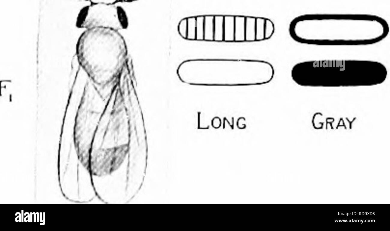 . Eine Kritik der Theorie der Evolution. Evolution. 56 THEORIE DER EVOLUTION (i] iiiniD (dnrmrD H VT5 TicwL Grau^-p, m1 m^onc Ebenholz. Lange Graue. Bitte beachten Sie, dass diese Bilder sind von der gescannten Seite Bilder, die digital für die Lesbarkeit verbessert haben mögen - Färbung und Aussehen dieser Abbildungen können nicht perfekt dem Original ähneln. extrahiert. Morgan, Thomas Hunt, 1866-1945. Princeton, Princeton University Press; [etc. Usw.] Stockfoto