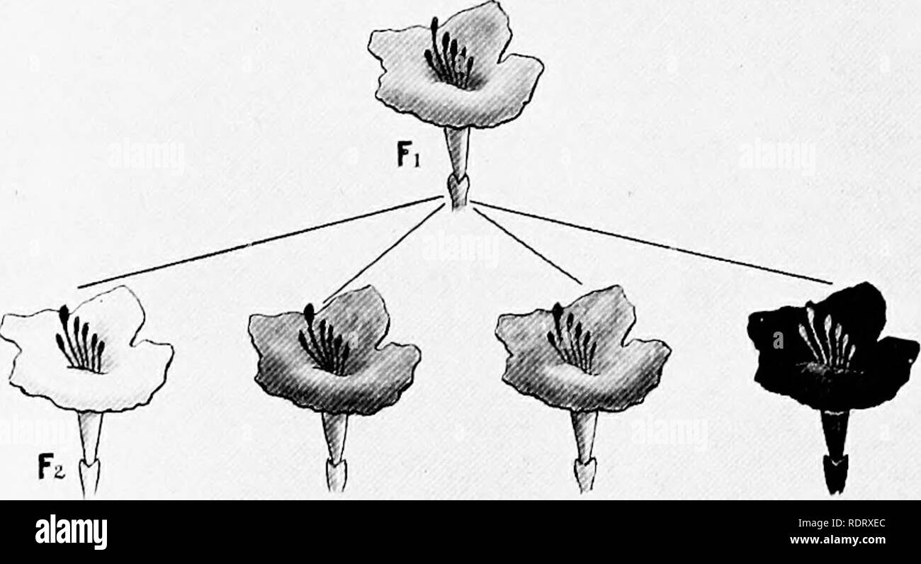 Hybrid theory Fotos und Bildmaterial in hoher Auflösung Alamy