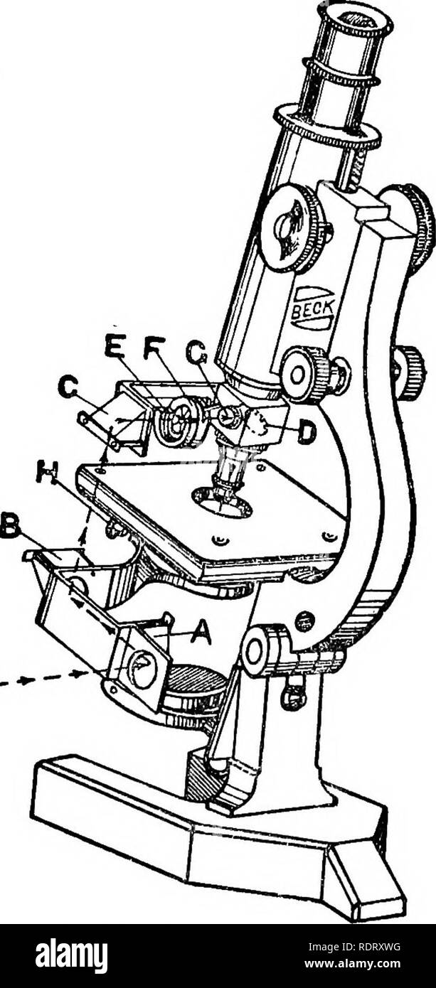. Das Mikroskop; ein einfaches Handbuch. Mikroskope. 118 DAS MIKROSKOP Riegel Beck-Rowley metallurgische Attadunent (Abb. 110) konvertiert die Standard London Mikroskop in einem metalluTgical Instrument durch die Verwendung von Prismen. Die Standard Auflichtmikroskop (Abb. 109) ist ein Modell der Standard London Mikroskop, in der die Bühne des Mikroskops nicht Umb des Instruments fixiert ist, sondern in einem starken Folie durchgeführt und kann nach oben und unten durch eine Zahnstange und Ritzel ausgerichtet werden, so dass der Schwerpunkt von der Bühne und vom Körper nicht getan werden kann. Es ist nicht von der Leistung des beeinträchtigen. Stockfoto