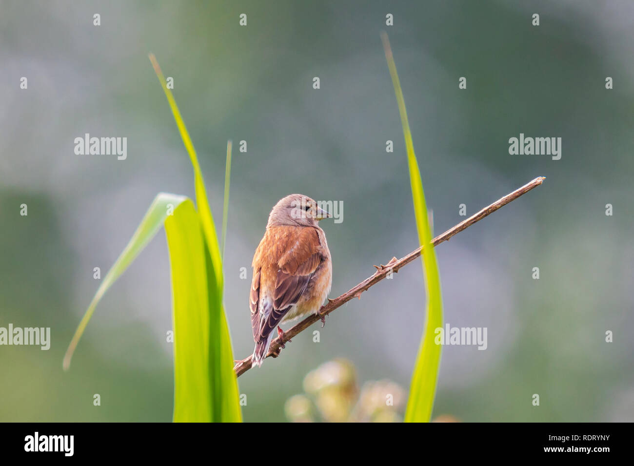 Closeup Portrait einer hänfling Vogel, Carduelis cannabina, Display und die Suche nach einem Gehilfen im Frühling Saison. Das Singen im frühen Sonnenlicht. Stockfoto
