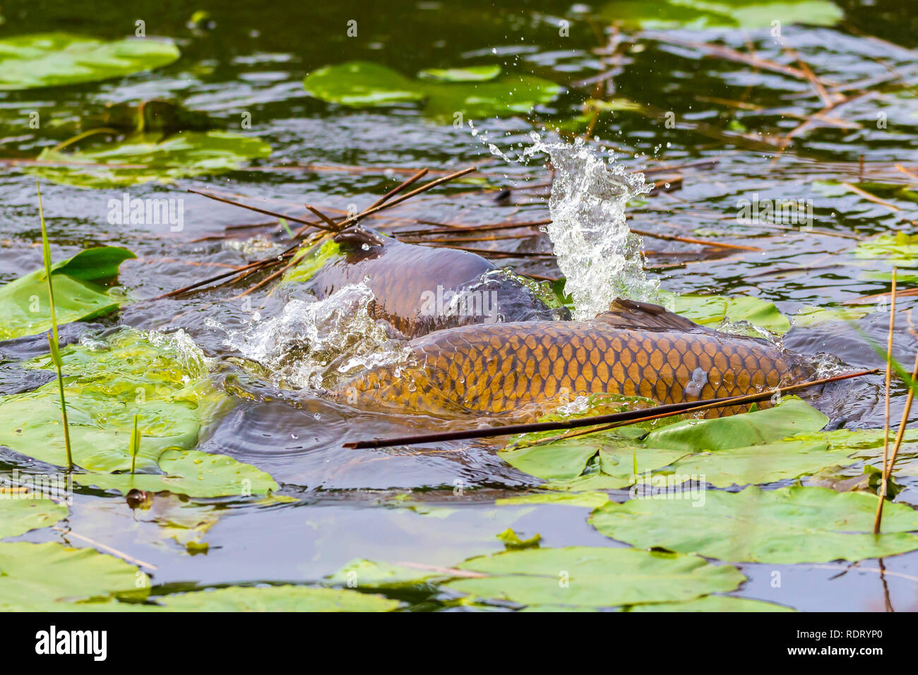 Karpfen eier Fotos und Bildmaterial in hoher Auflösung Alamy