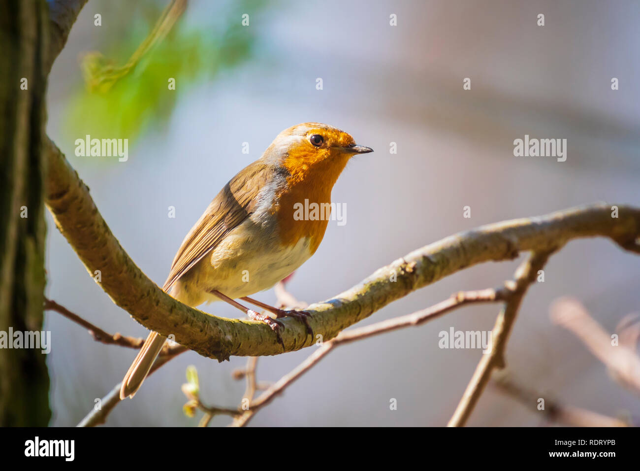 Europäische Robin (Erithacus Rubecula) Gesang in Sonnenstrahlen Sonnenlicht während der Paarungszeit im Frühling. Stockfoto