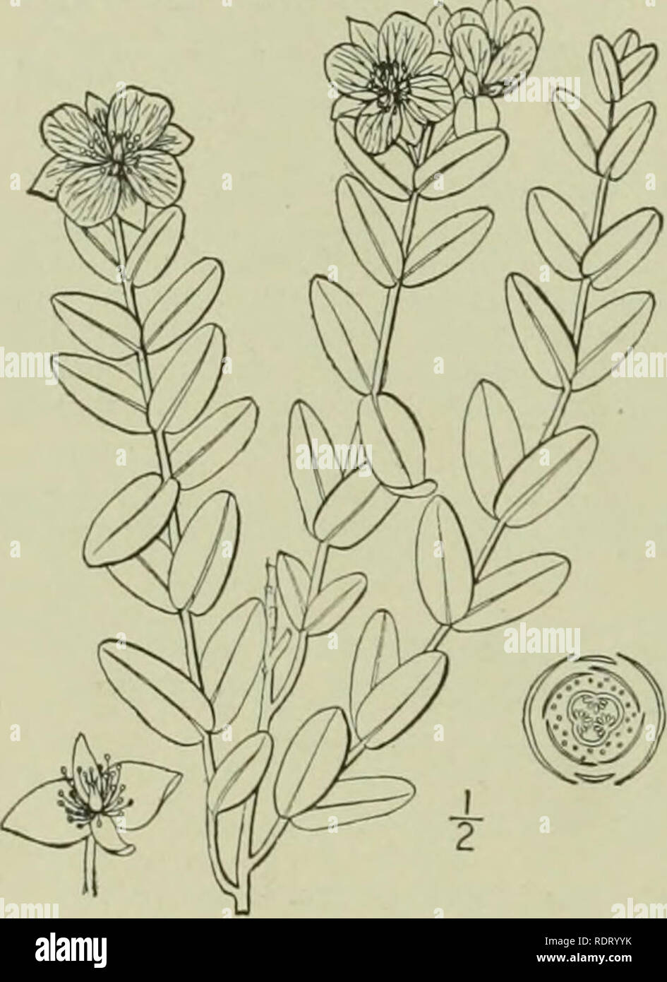 . Eine Illustrierte Flora von der nördlichen USA, Kanada und die britischen Besitzungen: von Neufundland zu den Parallelen der südlichen Grenze von Virginia und vom Atlantik westwärts nach dem 102 Meridian. Botanik. ,28 HYPERICACEAE. Vol. II. von 1-7 Kapseln; Stile so viele wie die fruchtblätter; Eizellen cc, in 2 Zeilen in jeder Kavität, anatropous. Obst vor allem kapselfibrose; Samen vor allem gerade; endosperm Keine. Etwa 10 Gattungen und über 300 Arten, meistens der gemäßigten und warmen Regionen. Kelchblätter 4, in ungleichen Paaren; Blütenblätter 4. Ich. Ascynini. Sepalen und petalen 5. Blütenblätter yellov, Gewickelten im Keim zu ersticken. Stockfoto