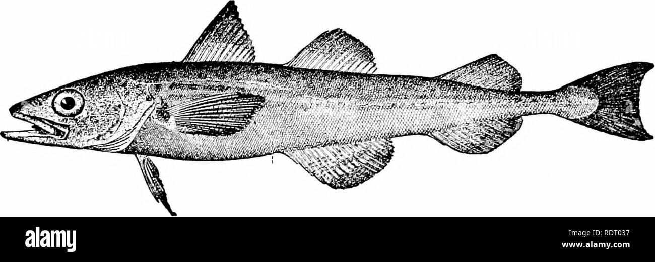 . Amerikanisches Essen und Spiel Fische: Ein beliebter Berücksichtigung aller Arten in Nordamerika nördlich des Äquators gefunden, mit Tasten für eine schnelle Identifizierung, Lebensgeschichten und die Methoden der Erfassung. Fische, Fische, Fische. Die pollacks die Oberfläche und Luke in 5 oder 6 Tagen. Die Laichzeit dieser Art auf unsere Küste ist im Herbst. Als Lebensmittel - Fisch der Pollack wird von vielen hoch geschätzt. Es gibt diejenigen, die es an die Cod bevorzugen, wenn gesalzen, und anderen Kom-mend, wenn es sehr frisch. Die Leber ergibt ein wertvolles Öl, die zweifellos wird weitgehend in Panschen cod verwendet. Als Spiel - Fisch der p Stockfoto